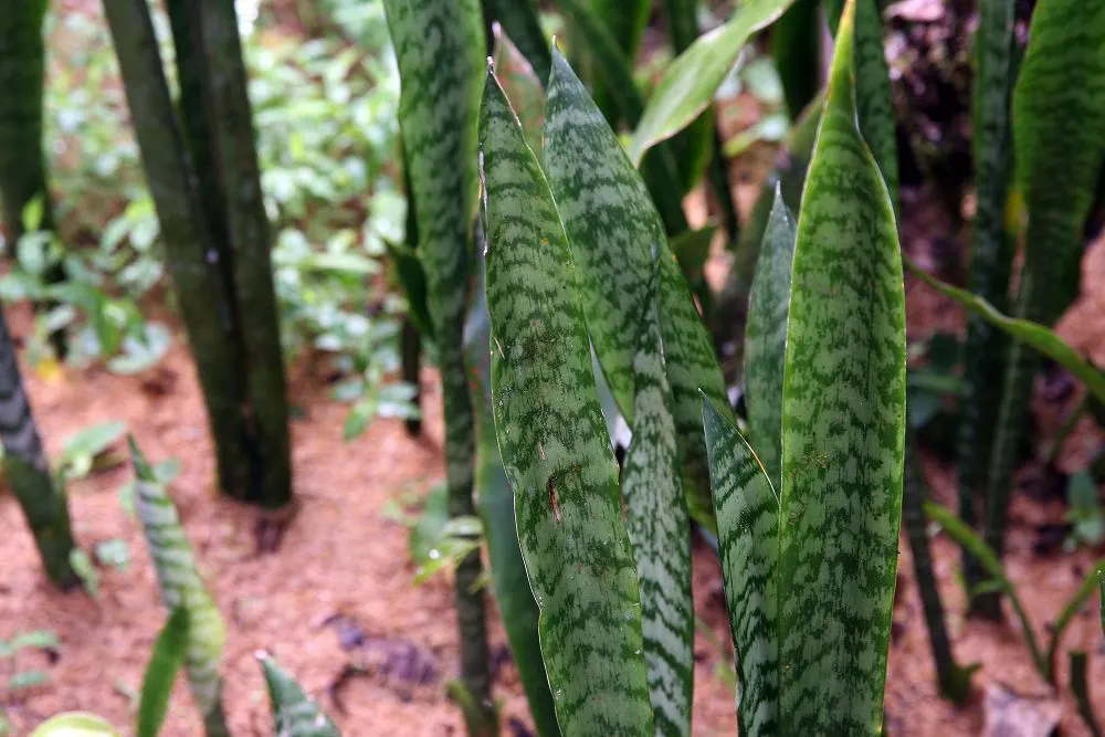 Variegated Snake Plant (Sansevieria Trifasciata) — sword-like leaves with vibrant yellow edges; sword-like leaves which can reach a height of, image 62