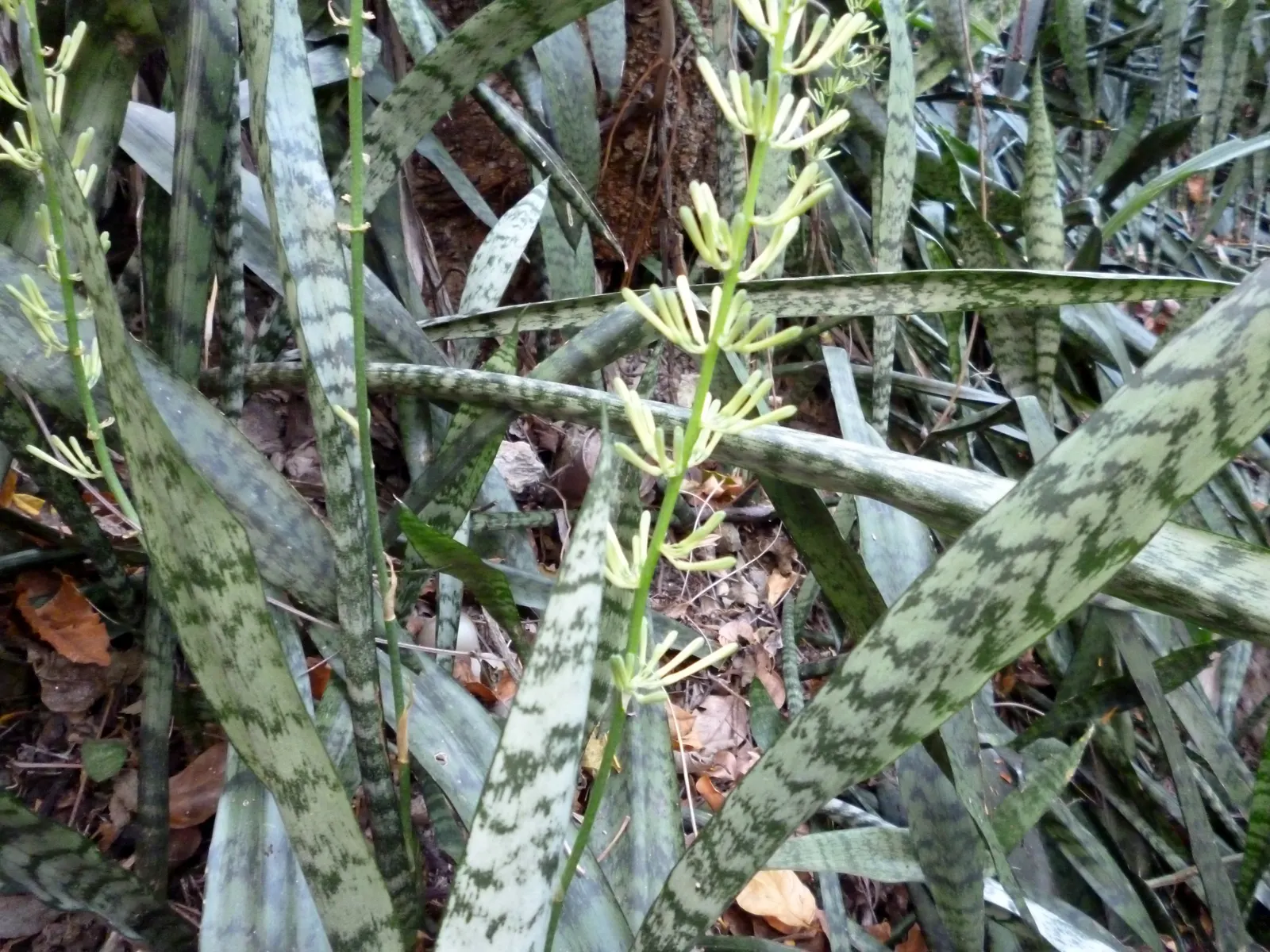 Variegated Snake Plant (Sansevieria Trifasciata) — it thrives in indirect sunlight and prefers dry conditions; thus perfect for a client seeking a, image 63