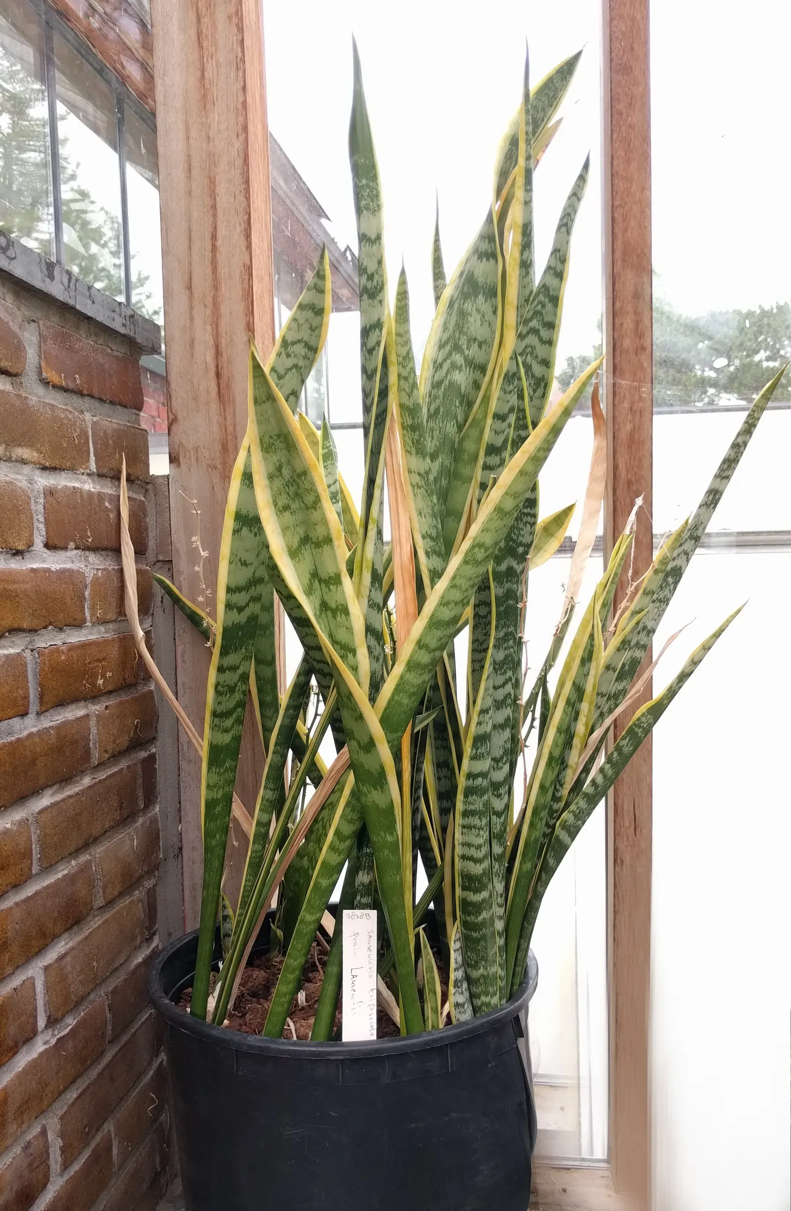 Variegated Snake Plant (Sansevieria Trifasciata) — The foliage brandishes a pattern of dark green centers bounded by light yellow to cream margins