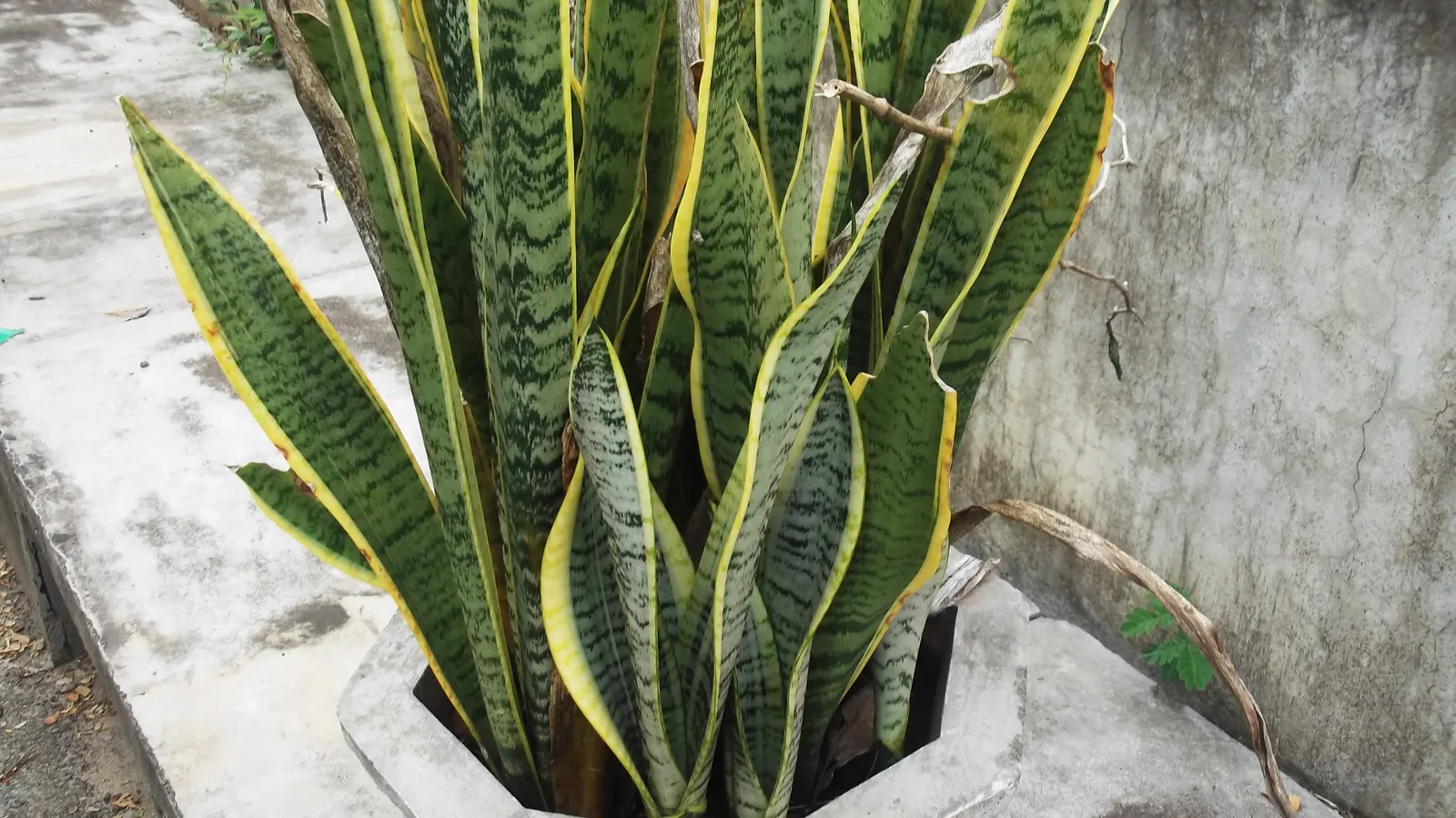 Variegated Snake Plant (Sansevieria Trifasciata) — botanically termed as Sansevieria trifasciata 'Laurentii'; consider placing it in groups to form, image 68
