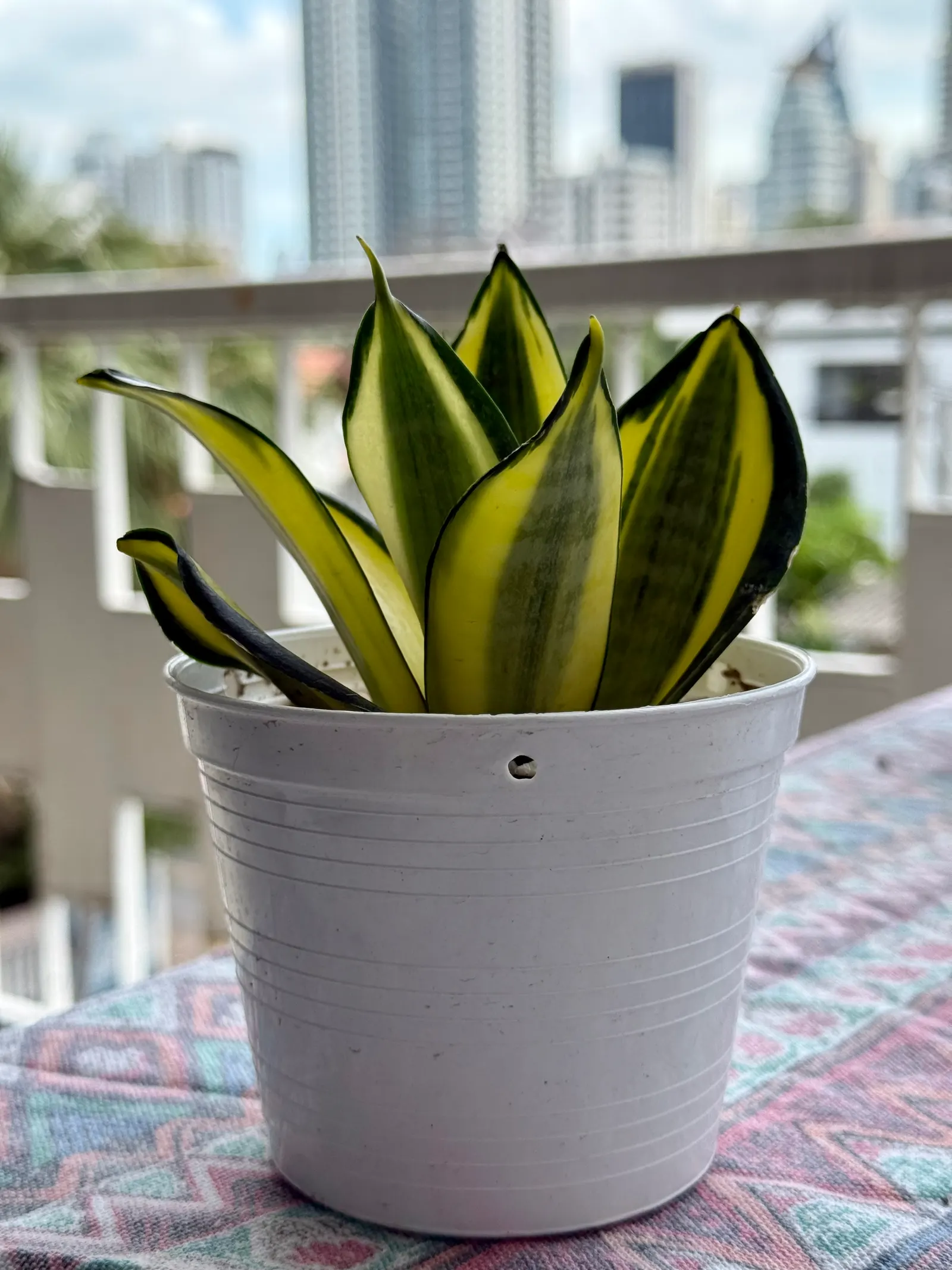 Variegated Snake Plant (Sansevieria Trifasciata) — consider placing it in groups to form textured; botanically termed as Sansevieria trifasciata, image 83