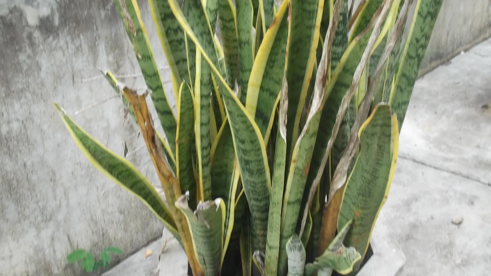 Variegated Snake Plant (Sansevieria Trifasciata) — this plant adds vertical interest and air-purifying qualities to landscapes and indoor settings, image 66