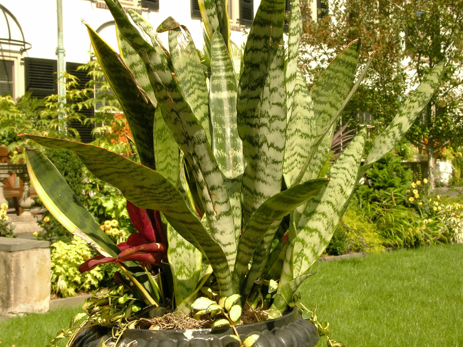 Variegated Snake Plant (Sansevieria Trifasciata) — thus perfect for a client seeking a low-maintenance option.<br><br>Additionally