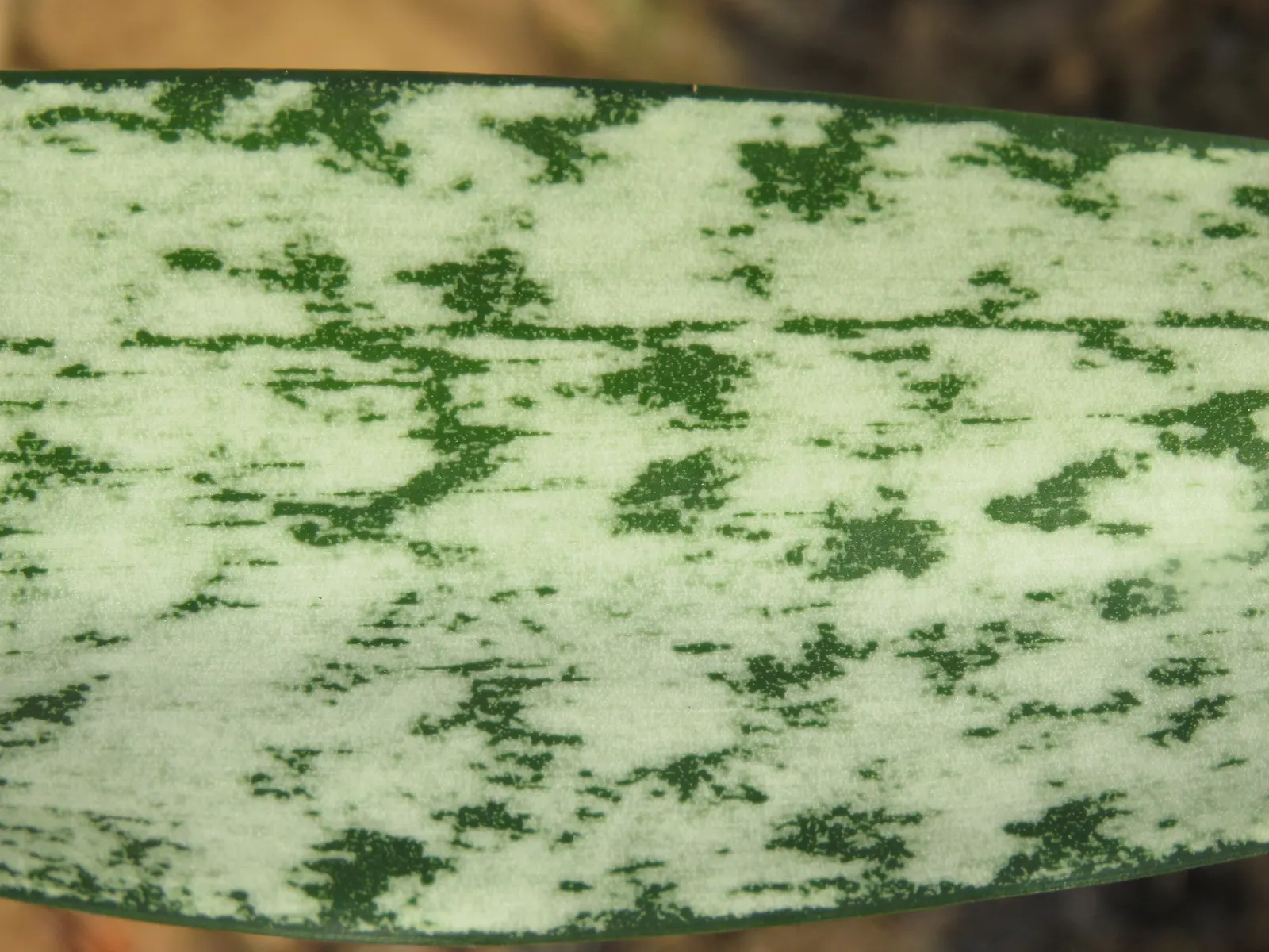 Variegated Snake Plant (Sansevieria Trifasciata) — Variegated Snake Plant (Sansevieria trifasciata 'Laurentii'); making it ideal for xeriscaping