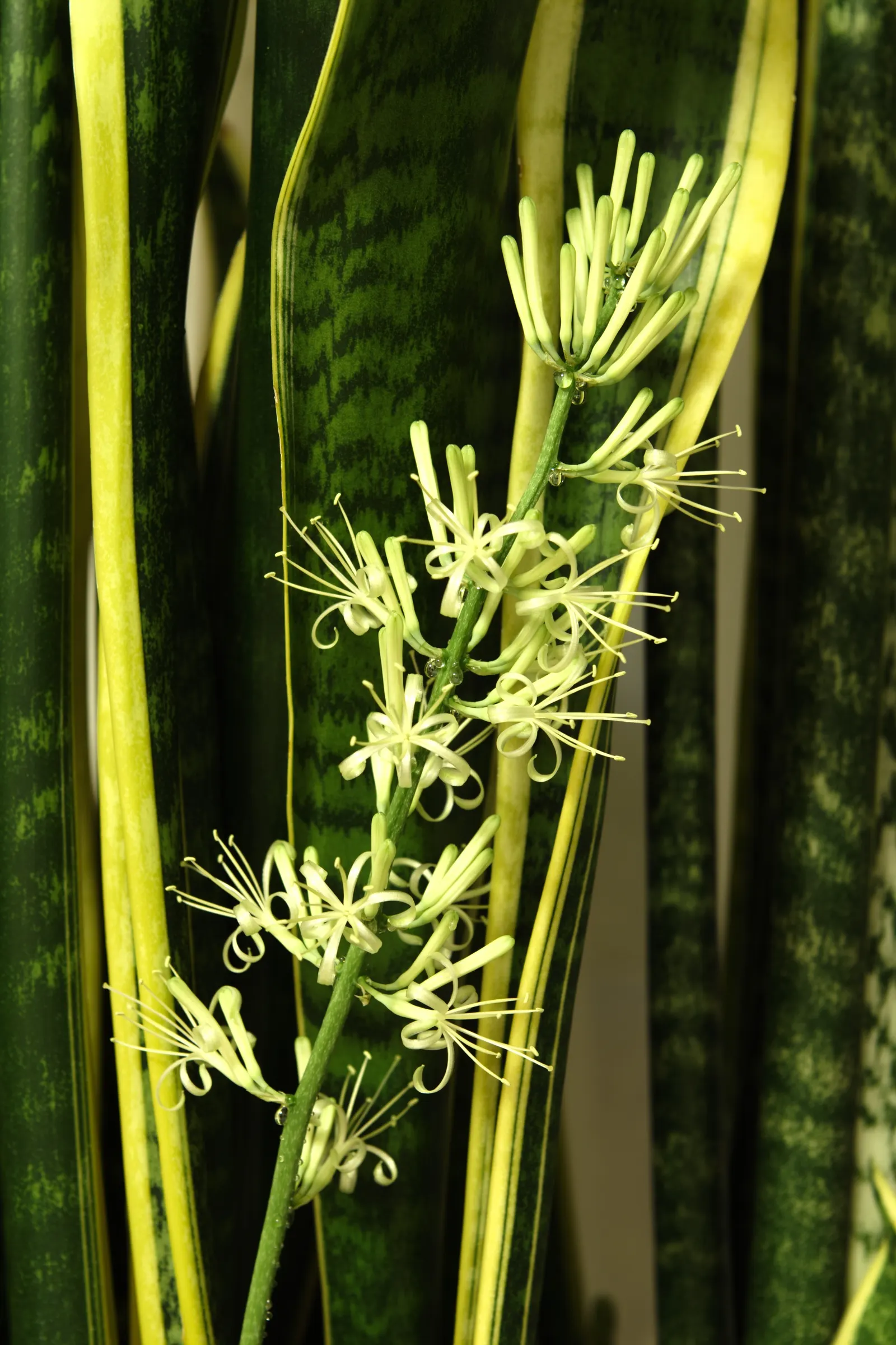 Variegated Snake Plant (Sansevieria Trifasciata) — sword-like leaves with vibrant yellow edges; sword-like leaves which can reach a height of, image 92