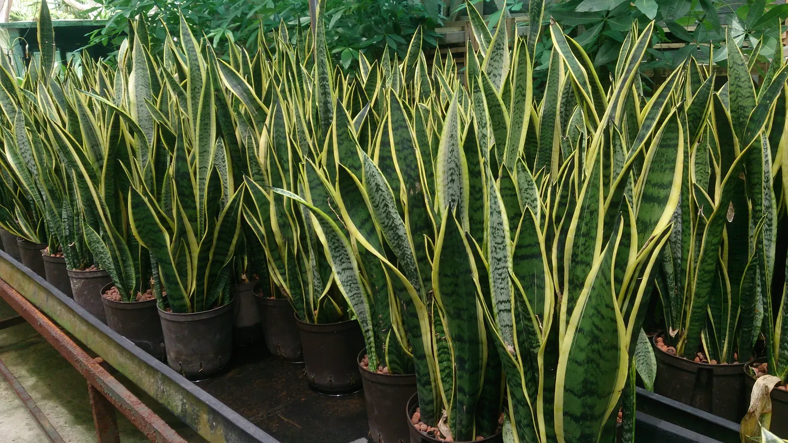 Variegated Snake Plant (Sansevieria Trifasciata) — enhancing the environment's quality; architectural clusters or as a solitary specimen to punctuate spaces