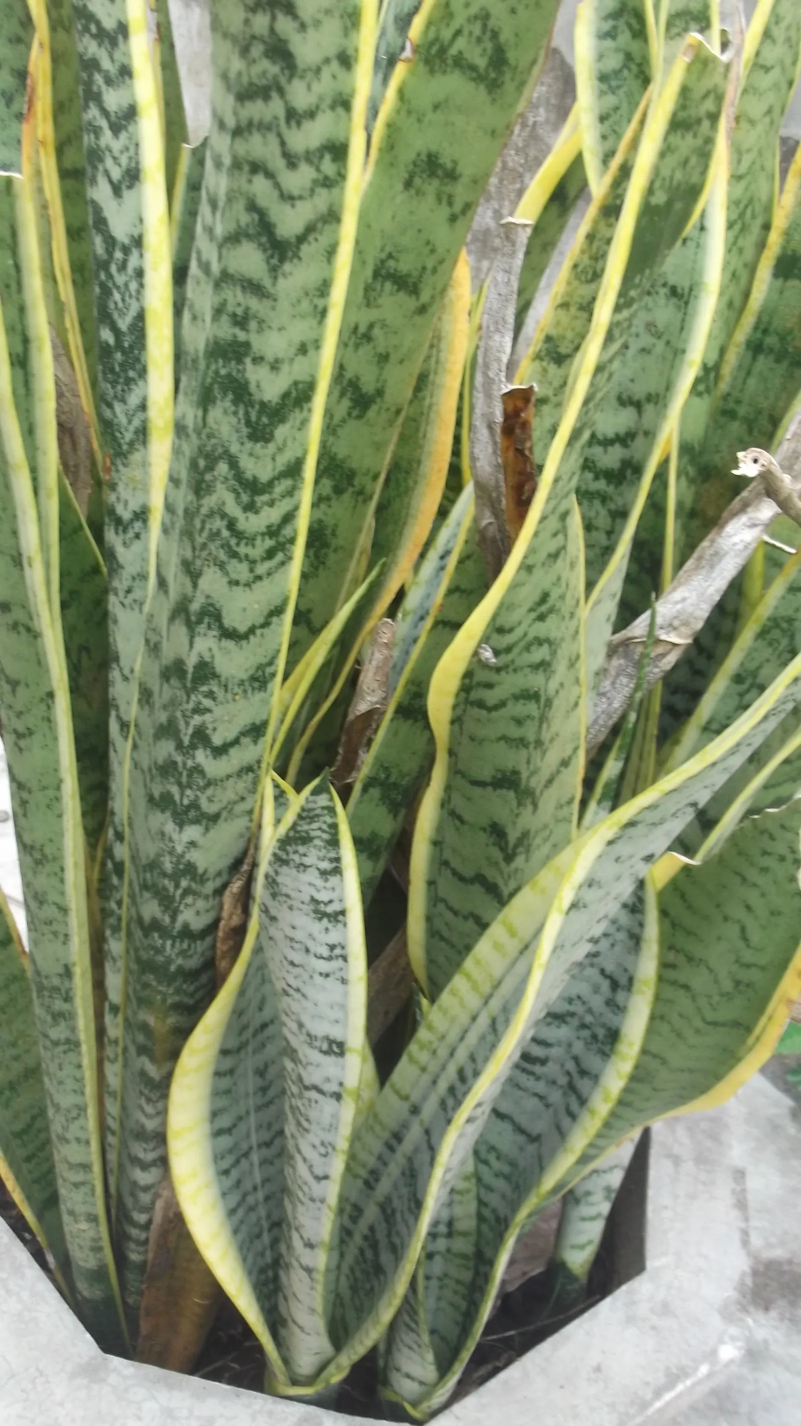 Variegated Snake Plant (Sansevieria Trifasciata) — sword-like leaves with vibrant yellow edges