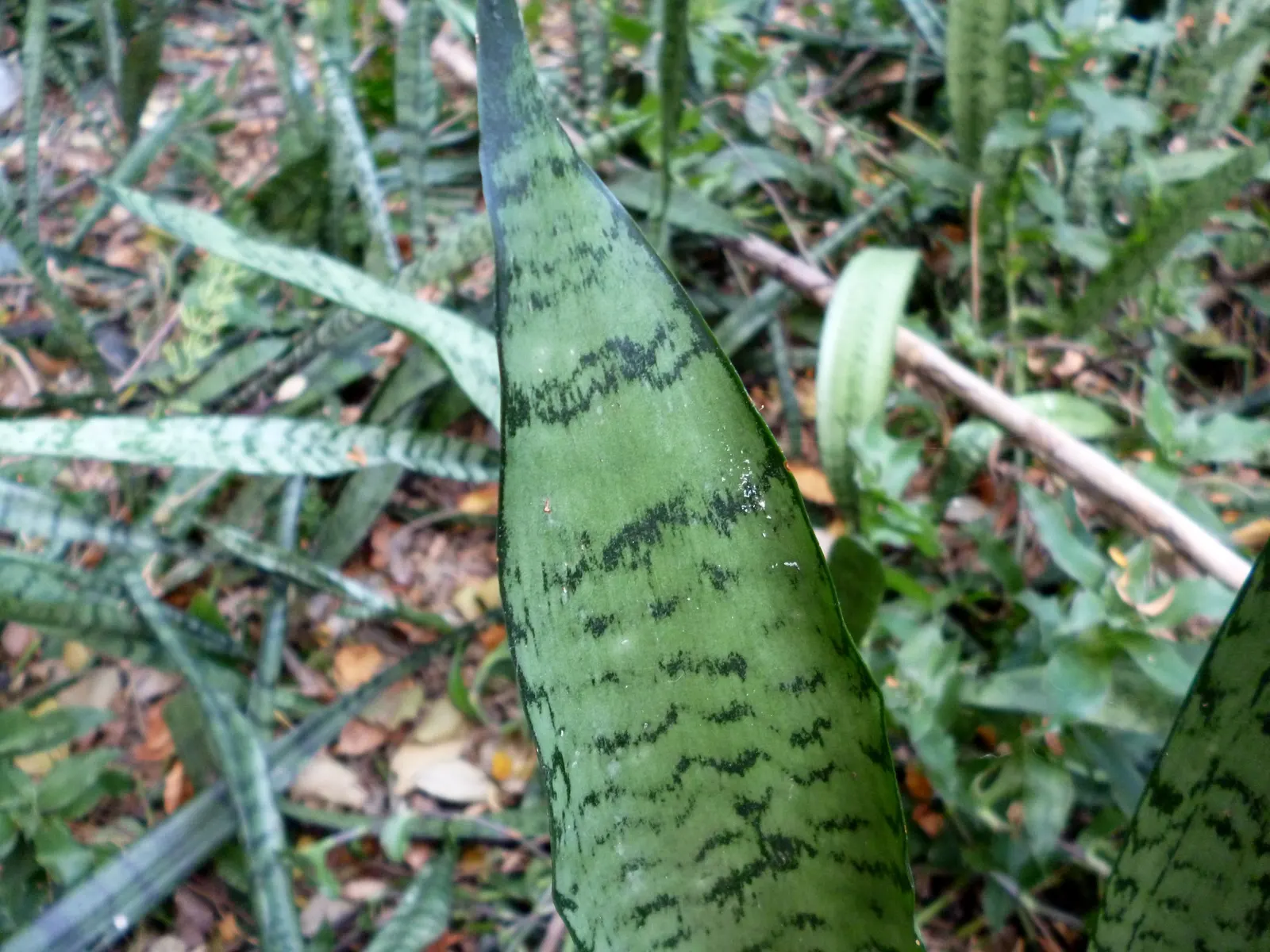 Variegated Snake Plant (Sansevieria Trifasciata) — architectural clusters or as a solitary specimen to punctuate spaces with its upright form, image 84