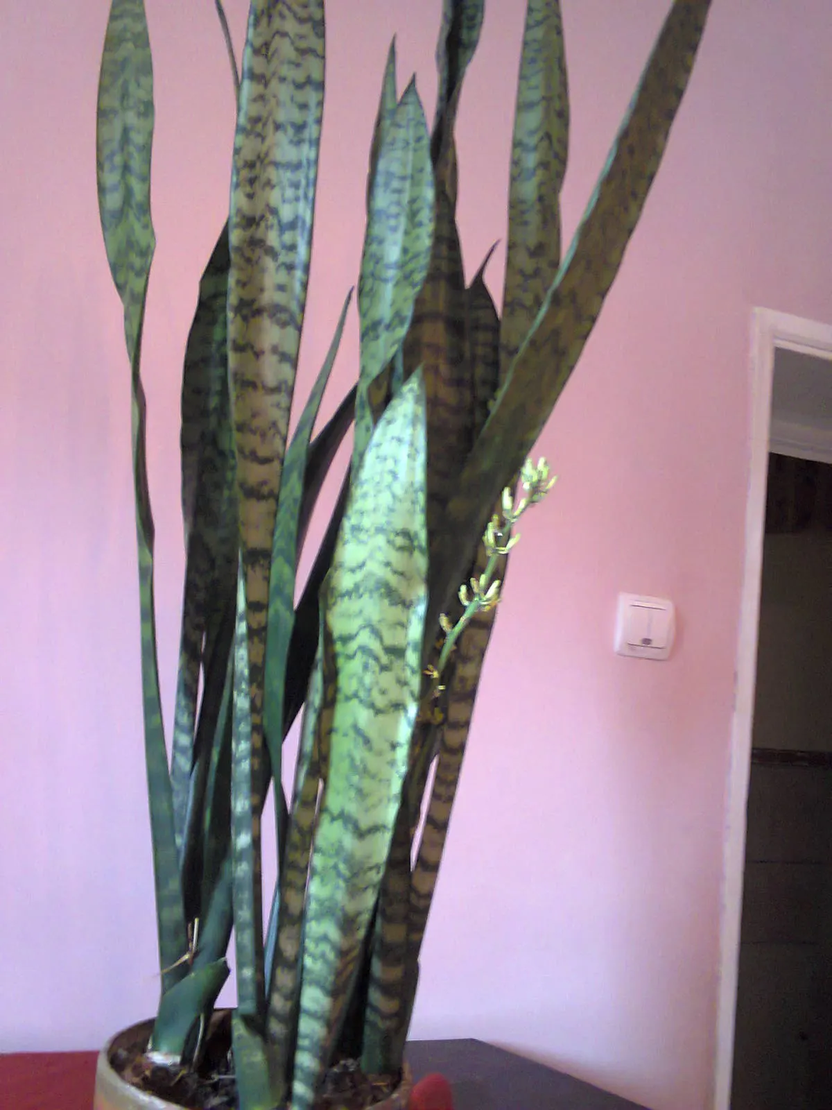 Variegated Snake Plant (Sansevieria Trifasciata) — this plant adds vertical interest and air-purifying qualities to landscapes and indoor settings; a member of