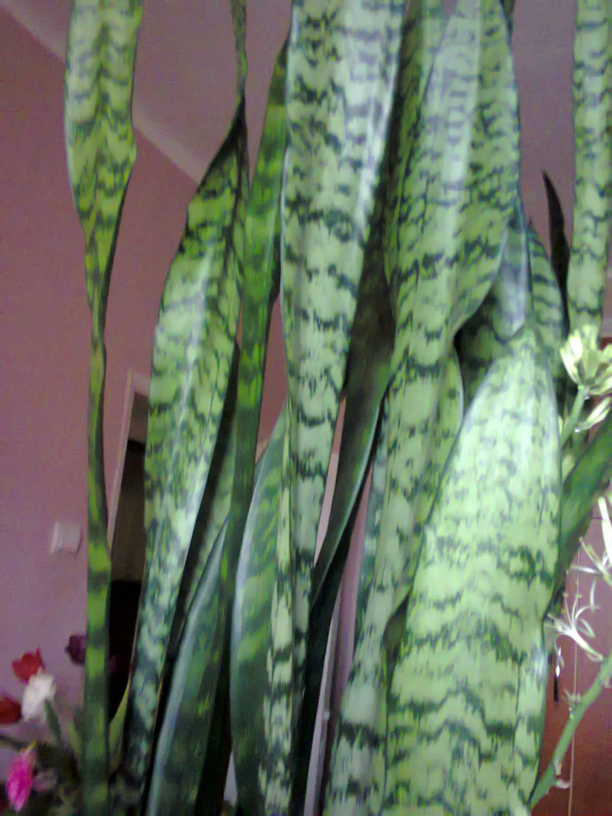 Variegated Snake Plant (Sansevieria Trifasciata) — it is drought-resistant and requires minimal watering; it contributes to air purification, image 76