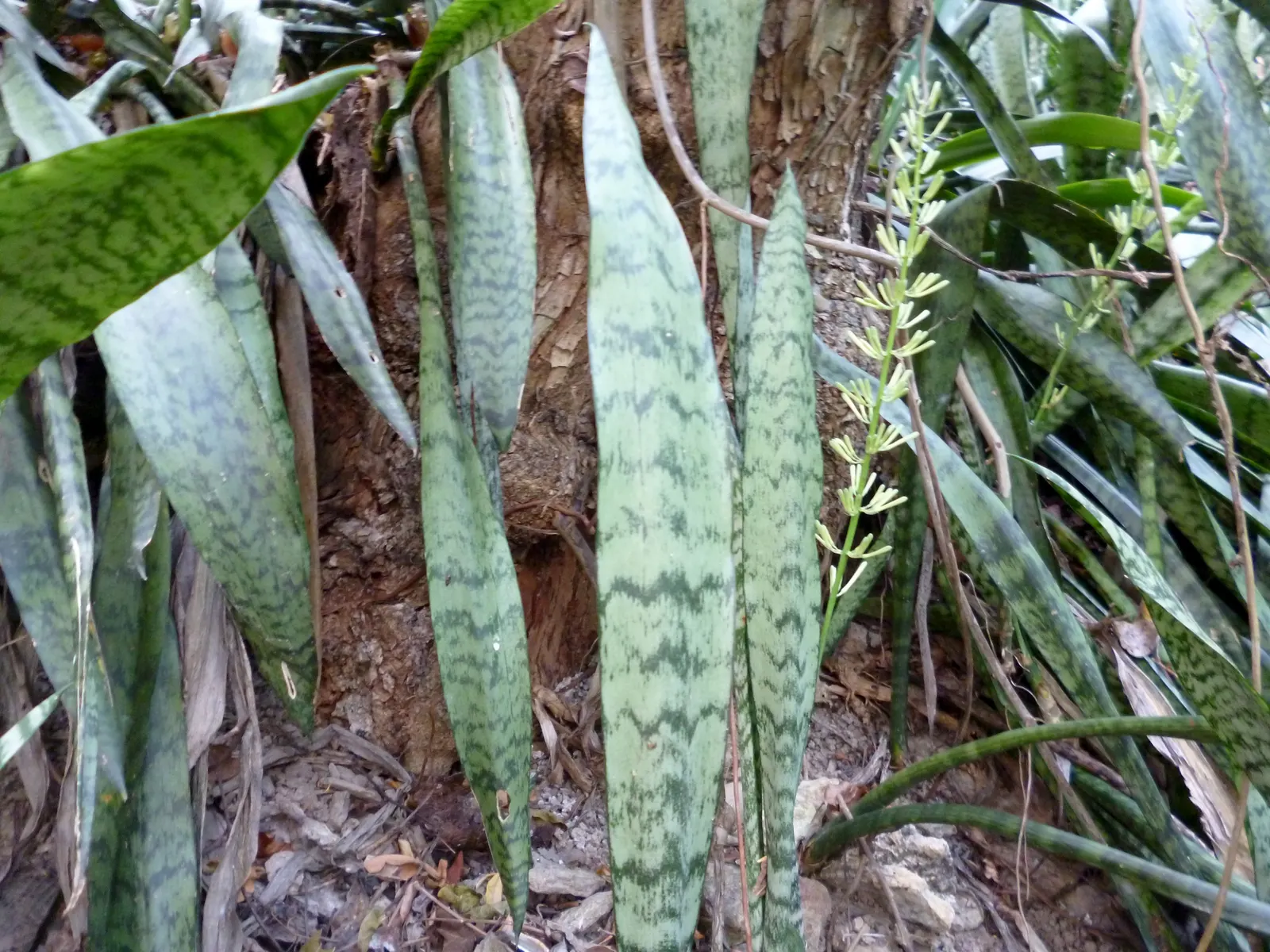 Variegated Snake Plant (Sansevieria Trifasciata) — making it versatile for different areas of the garden; typically reaching 2-3 feet in height, image 104