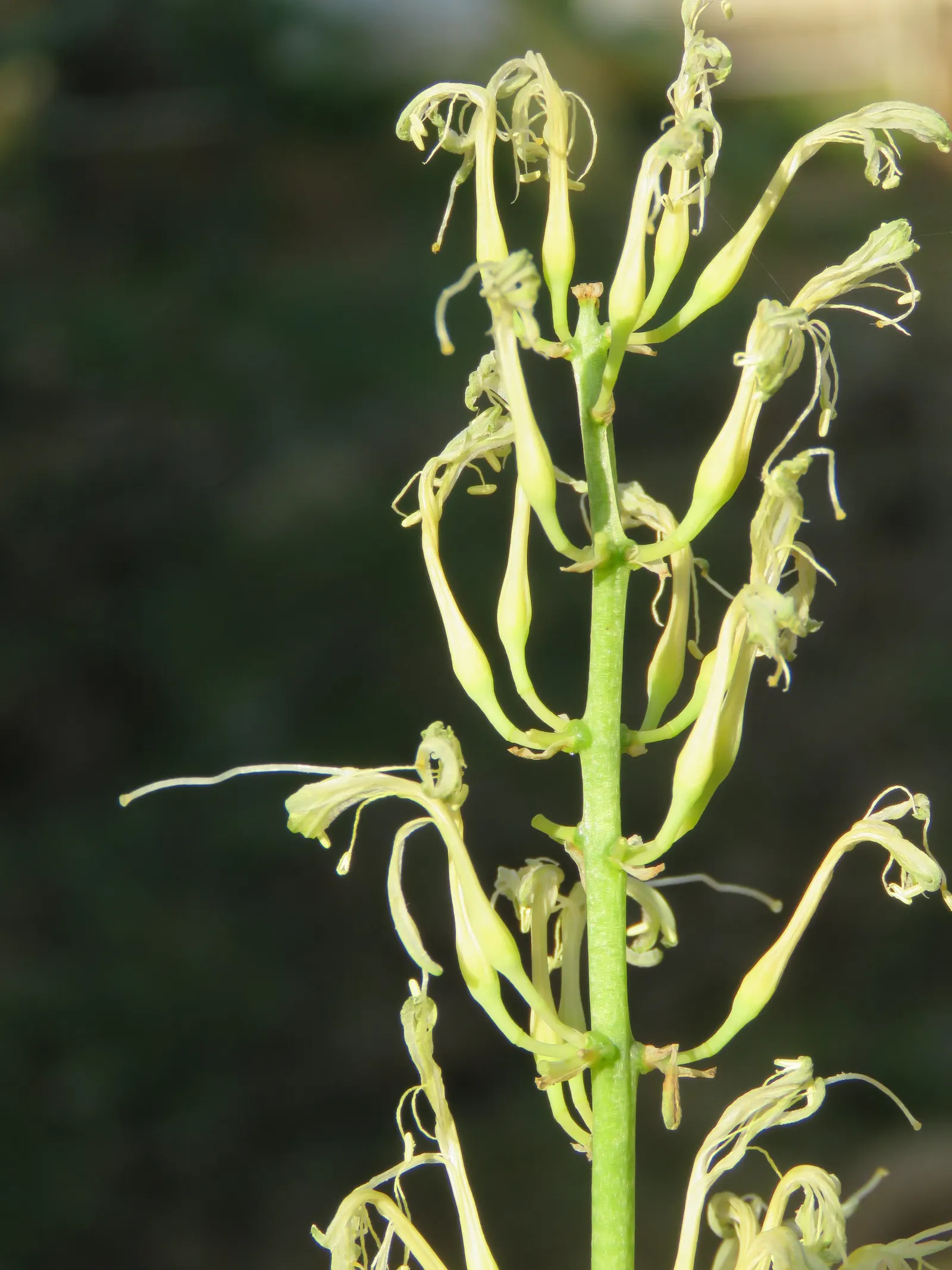 Variegated Snake Plant (Sansevieria Trifasciata) — Ideally planted in well-draining soil