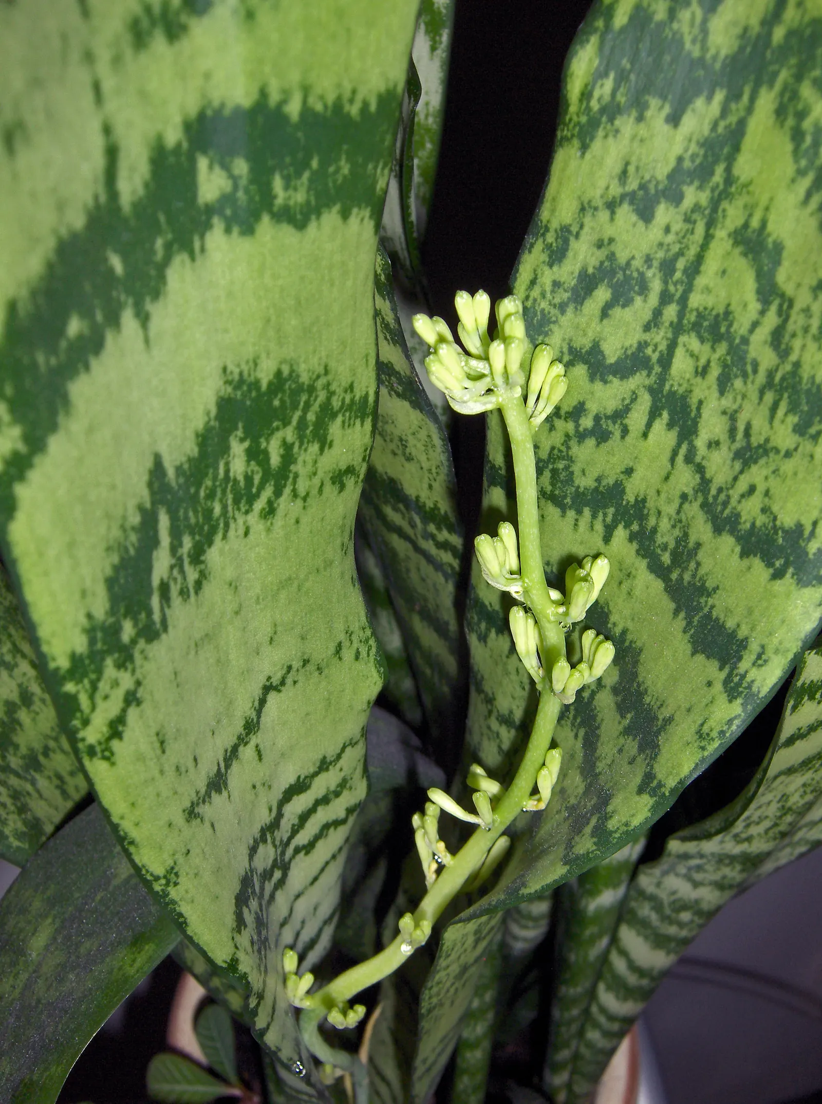 Variegated Snake Plant (Sansevieria Trifasciata) — botanically termed as Sansevieria trifasciata 'Laurentii'; consider placing it in groups to form, image 98