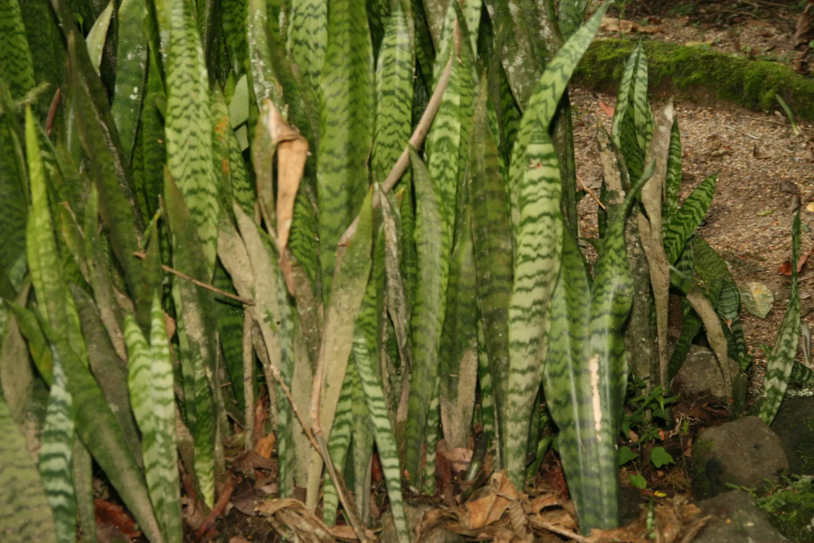 Variegated Snake Plant (Sansevieria Trifasciata) — it thrives in indirect sunlight and prefers dry conditions