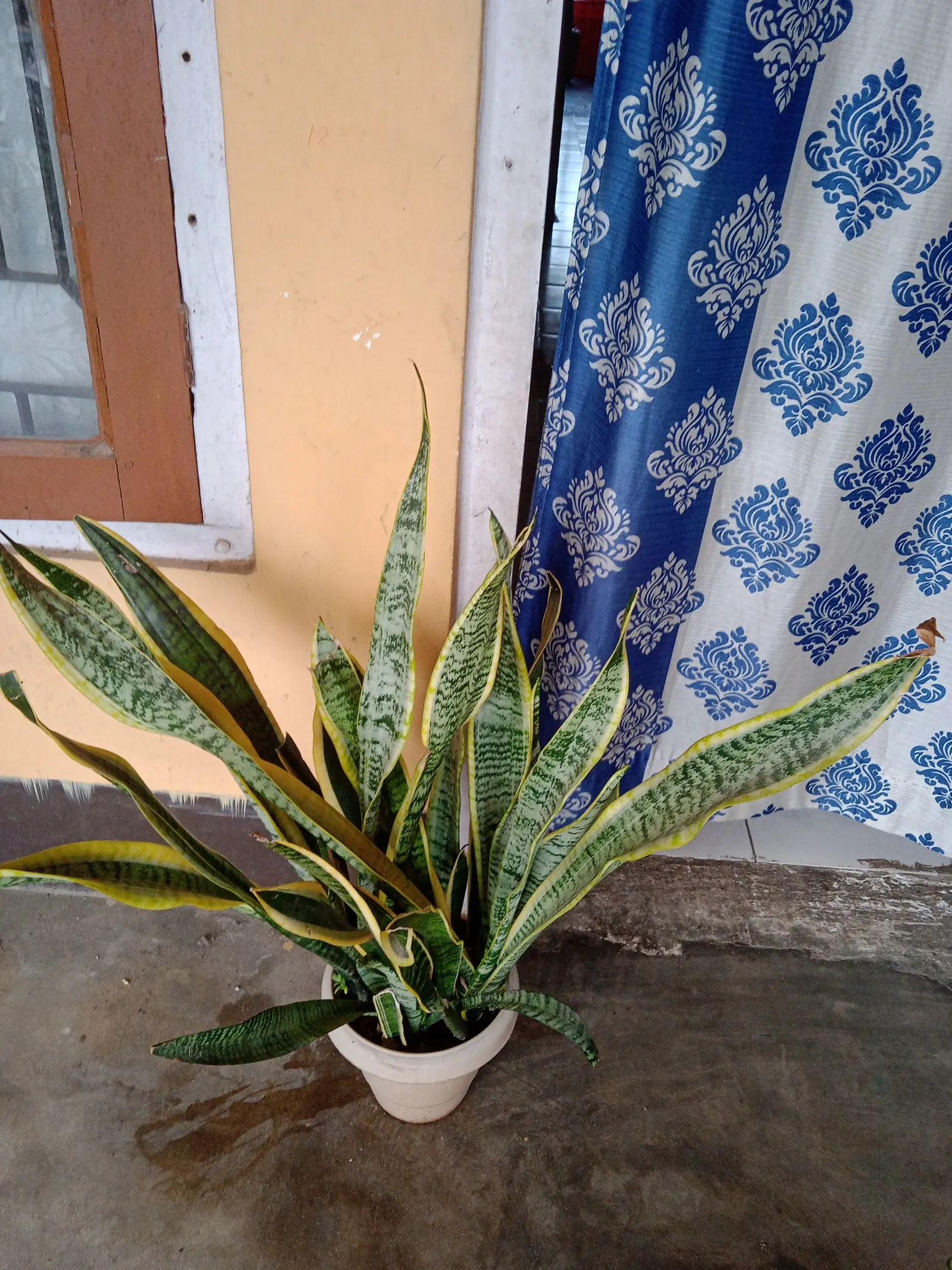 Variegated Snake Plant (Sansevieria Trifasciata) — it is characterized by its upright