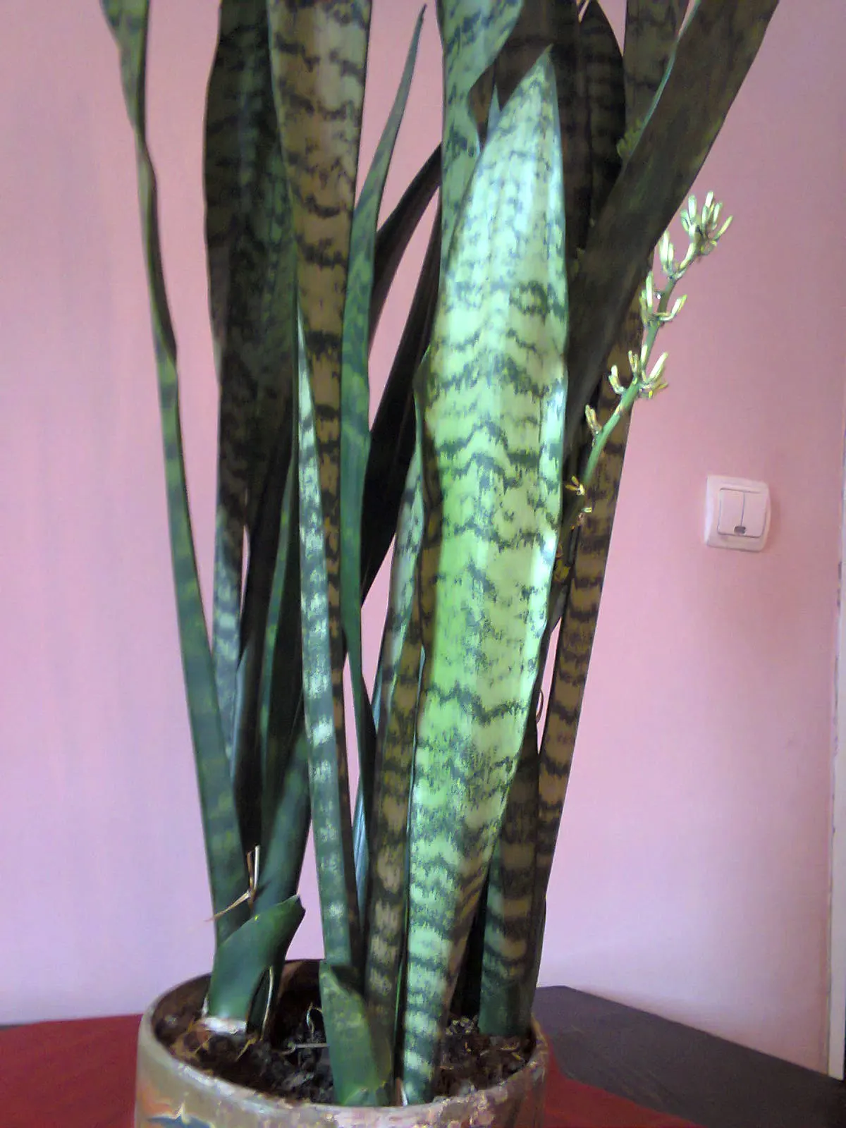 Variegated Snake Plant (Sansevieria Trifasciata) — the Variegated Snake Plant tolerates a range of light conditions from low to bright indirect, image 73