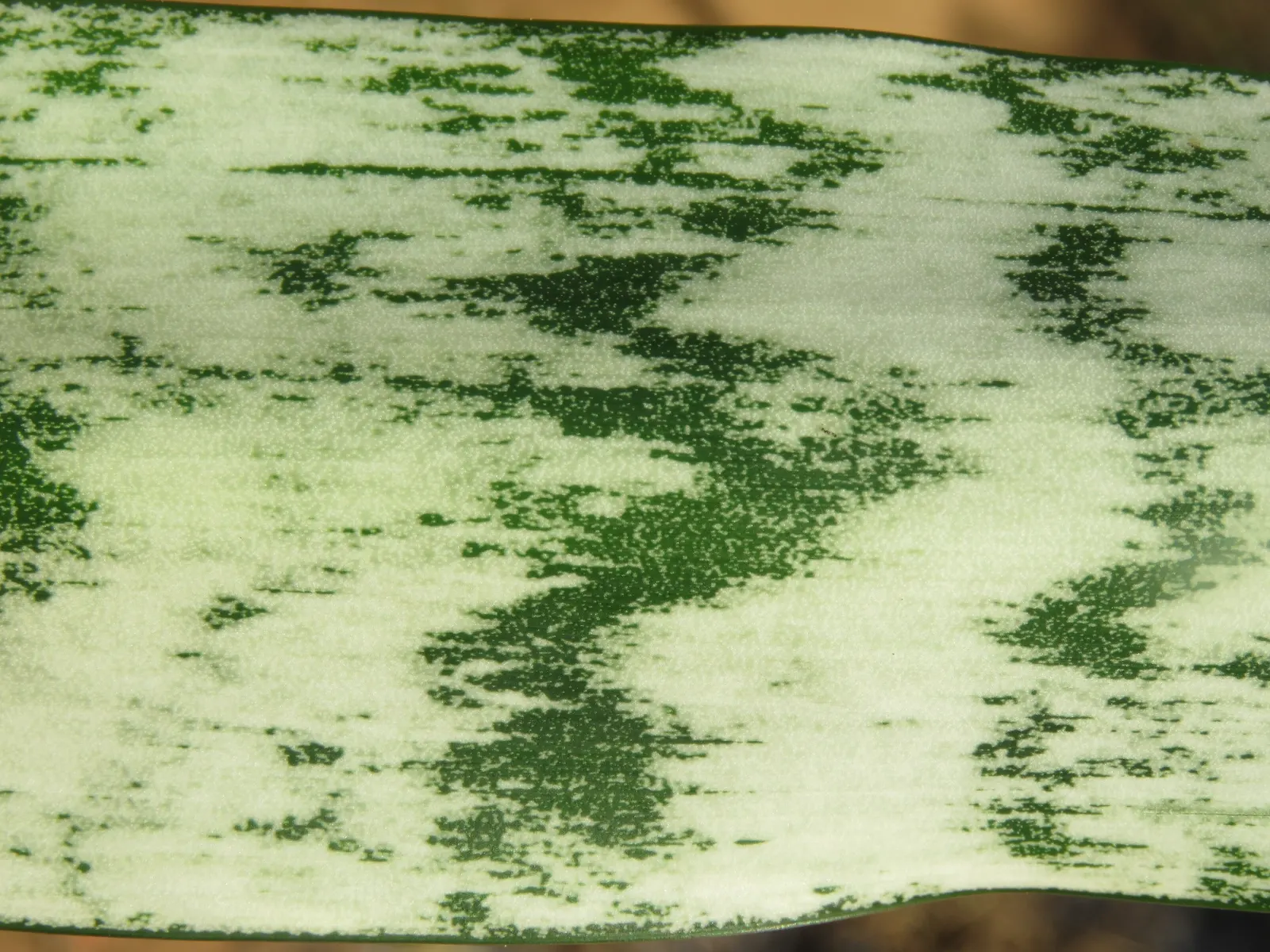 Variegated Snake Plant (Sansevieria Trifasciata) — making it ideal for xeriscaping; it can be potted in containers that can be moved indoors during harsh