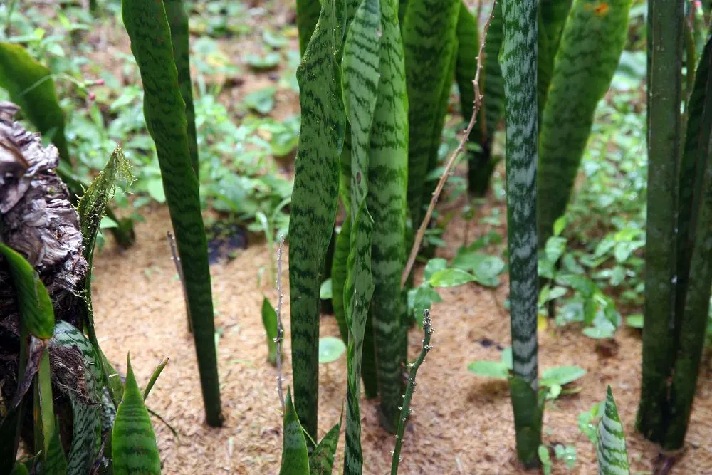 Variegated Snake Plant (Sansevieria Trifasciata) — Ideally planted in well-draining soil; the foliage brandishes a pattern of dark green centers, image 75