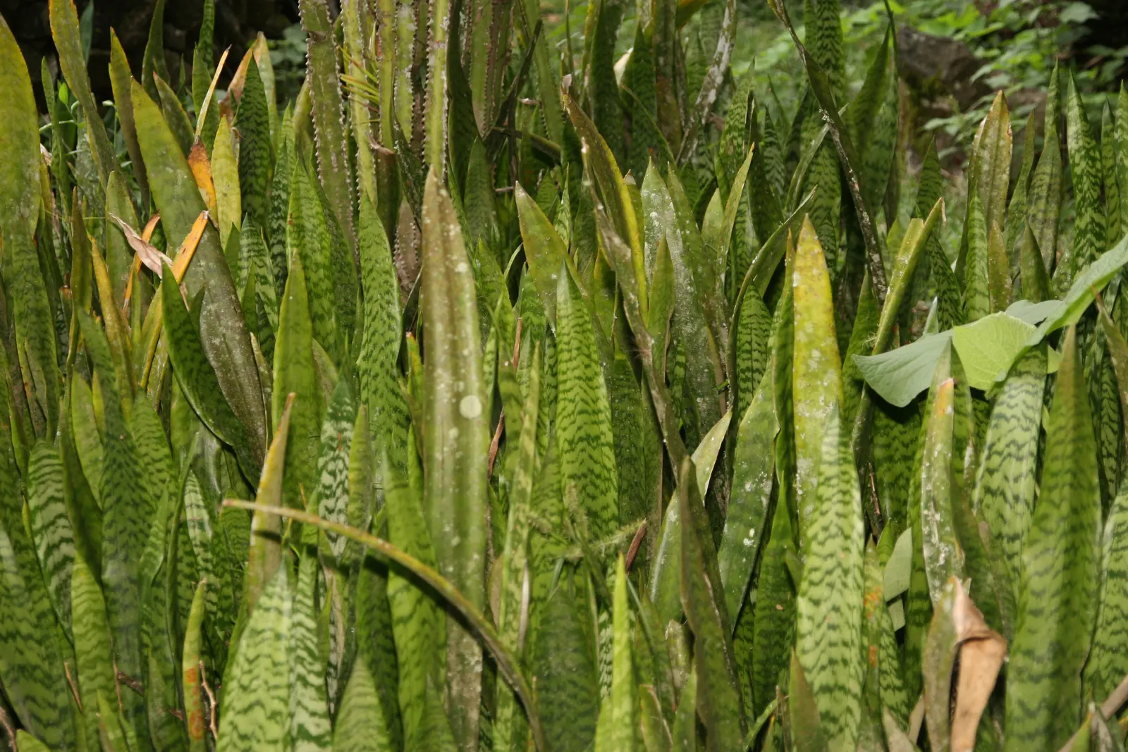 Variegated Snake Plant (Sansevieria Trifasciata) — It can be potted in containers that can be moved indoors during harsh weather conditions; when, image 85