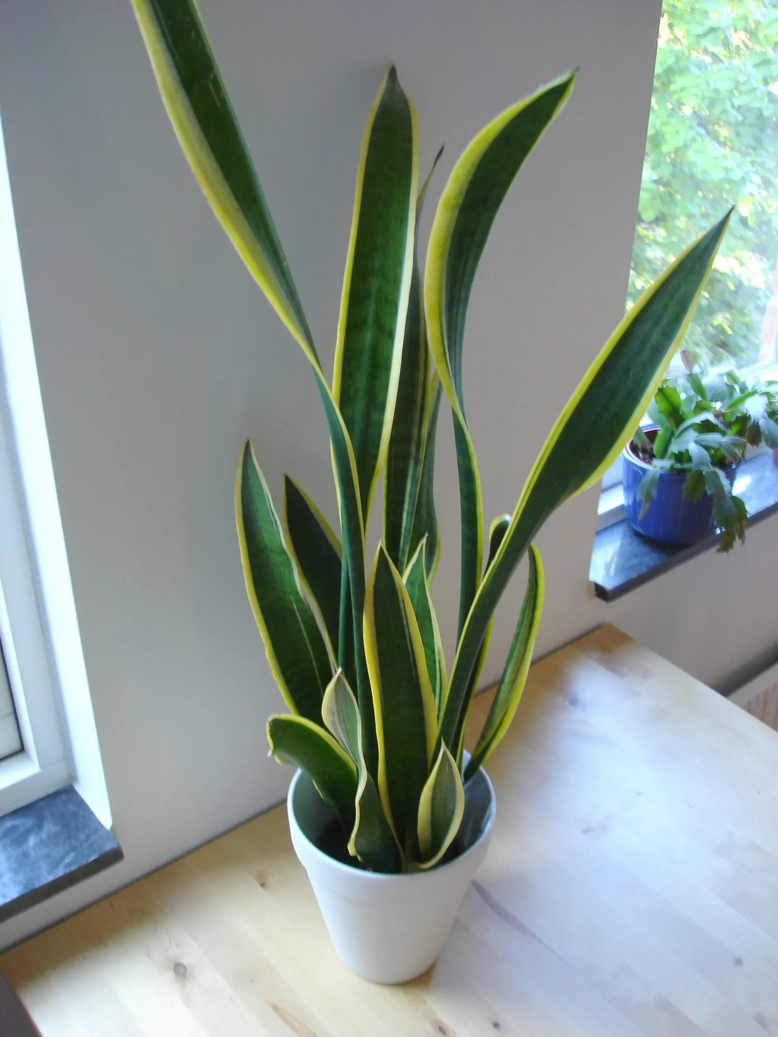Variegated Snake Plant (Sansevieria Trifasciata) — The foliage brandishes a pattern of dark green centers bounded by light yellow to cream margins; enhancing