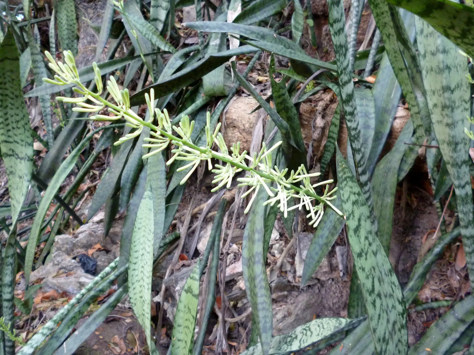 Variegated Snake Plant (Sansevieria Trifasciata) — it is characterized by its upright; tolerant of a wide temperature range, it is a low-maintenance choice for