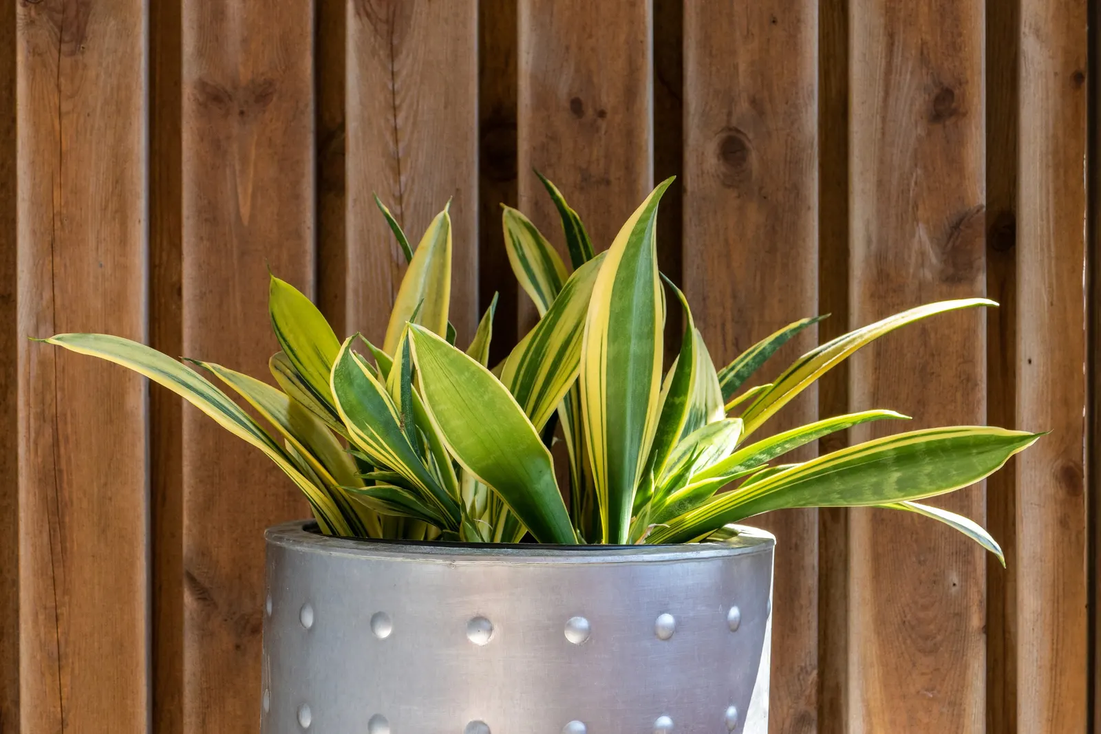 Variegated Snake Plant (Sansevieria Trifasciata) — A member of the Asparagaceae family