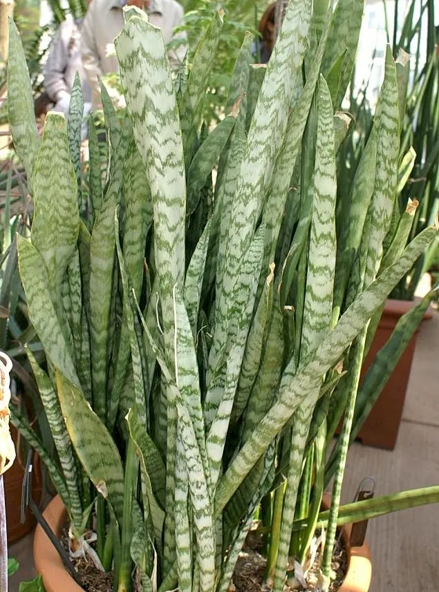 Variegated Snake Plant (Sansevieria Trifasciata) — It can be potted in containers that can be moved indoors during harsh weather conditions