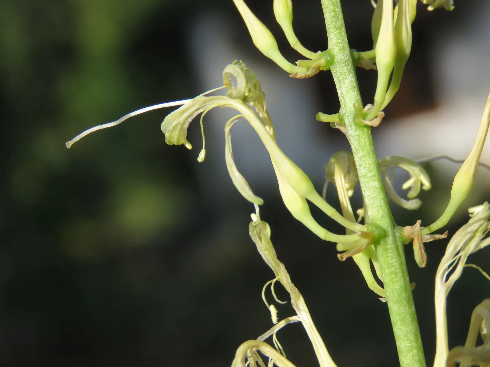 Variegated Snake Plant (Sansevieria Trifasciata) — With its robust nature and striking variegation; the Variegated Snake Plant tolerates a range of light