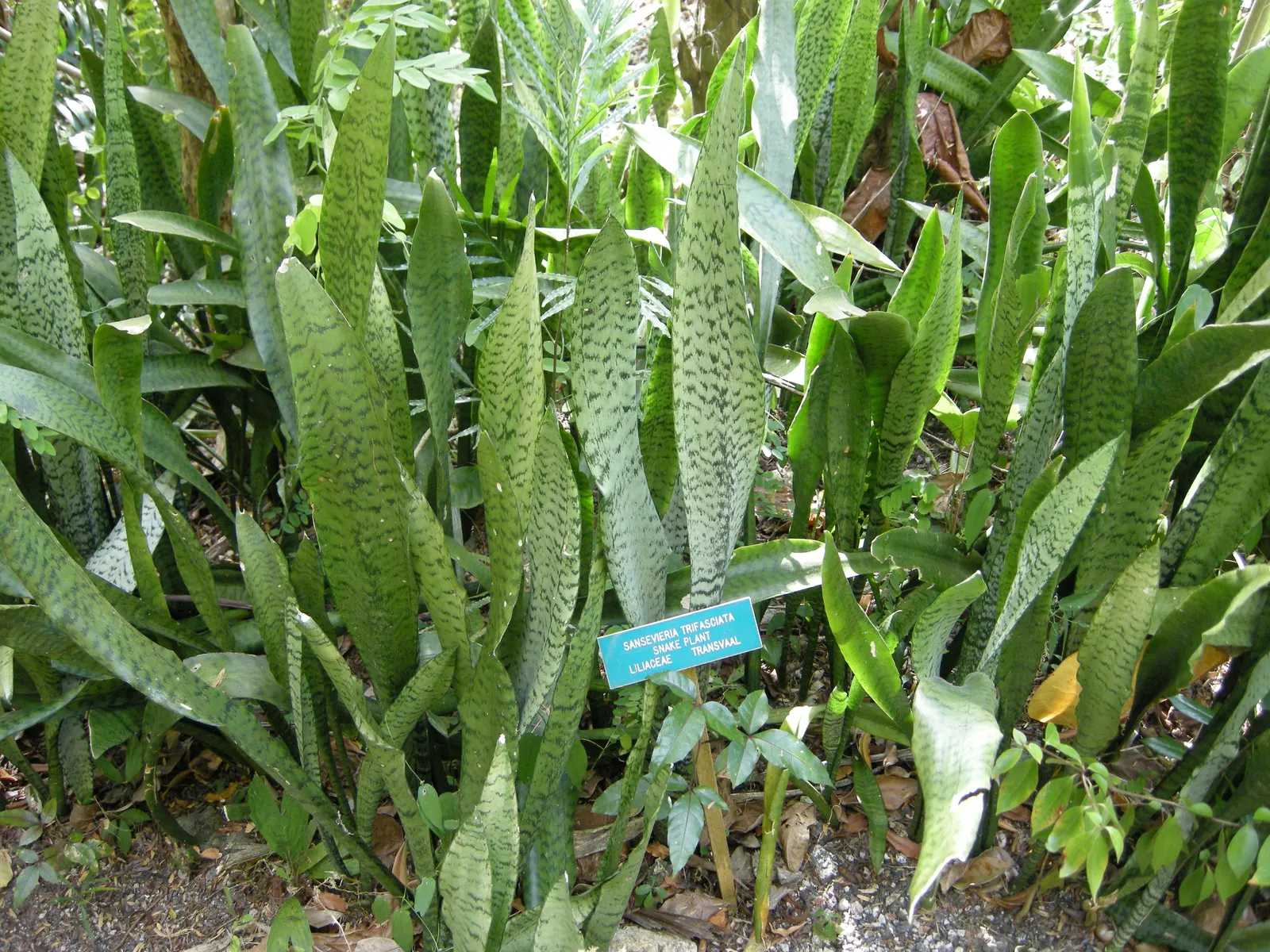 Variegated Snake Plant (Sansevieria Trifasciata) — this plant adds vertical interest and air-purifying qualities to landscapes and indoor settings