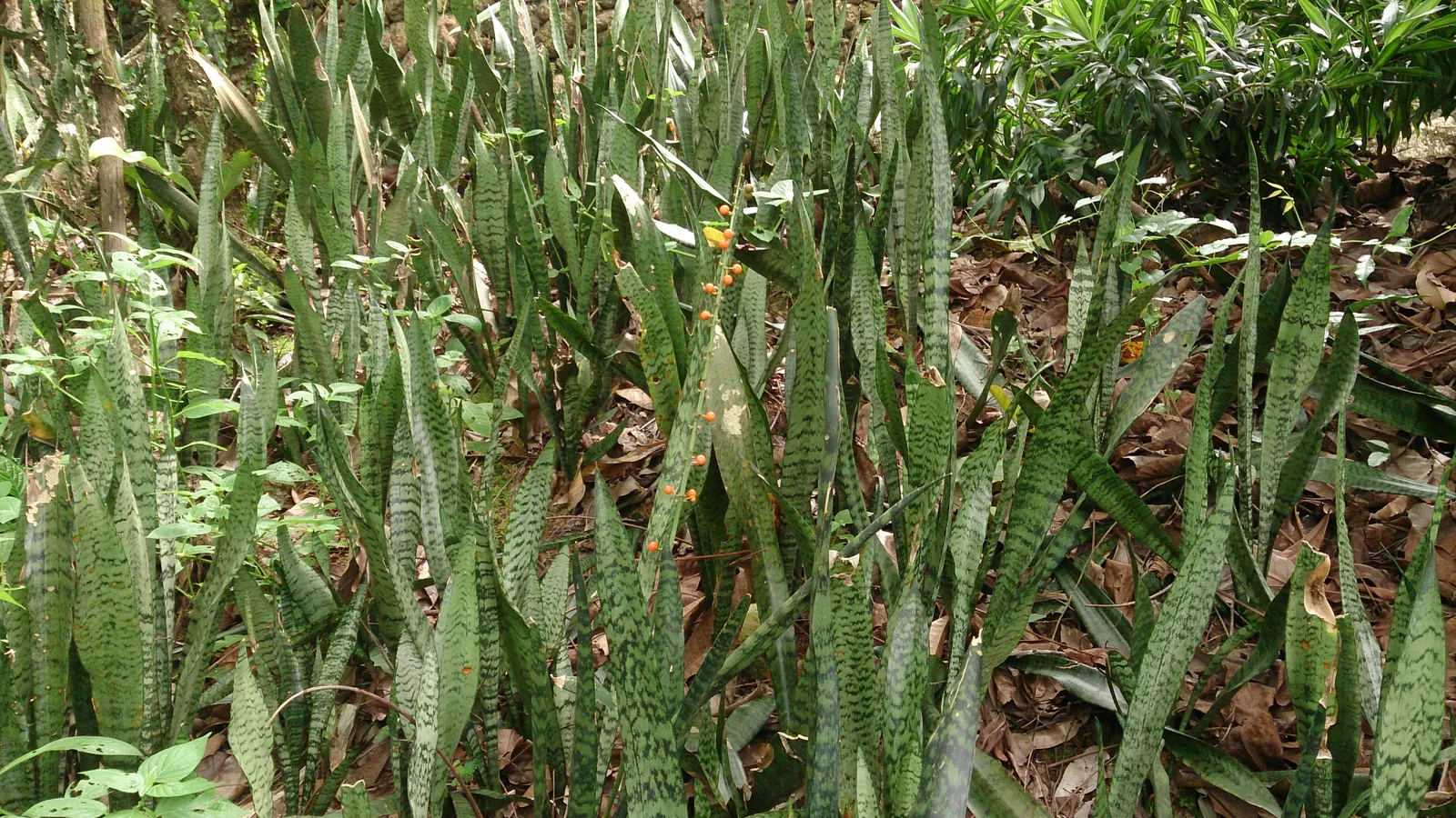 Variegated Snake Plant (Sansevieria Trifasciata) — thriving even when neglected; as it prefers temperatures between 55&deg;F and 85&deg;F, image 77