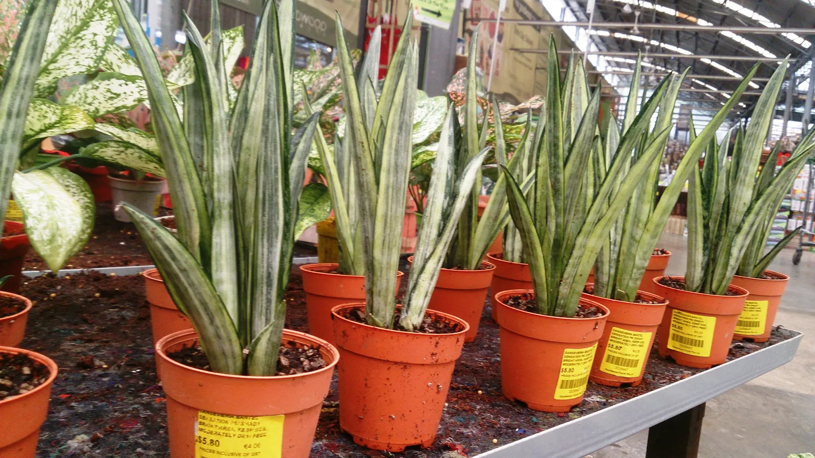 Variegated Snake Plant (Sansevieria Trifasciata) — by filtering out toxins such as formaldehyde and benzene; thriving even when neglected