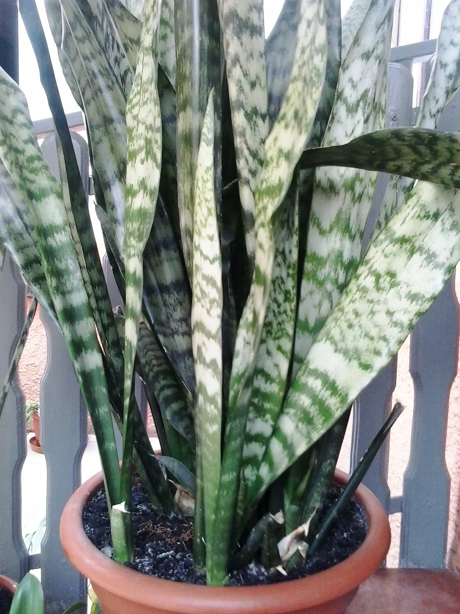 Variegated Snake Plant (Sansevieria Trifasciata) — Typically reaching 2-3 feet in height; sword-like leaves with vibrant yellow edges, image 65