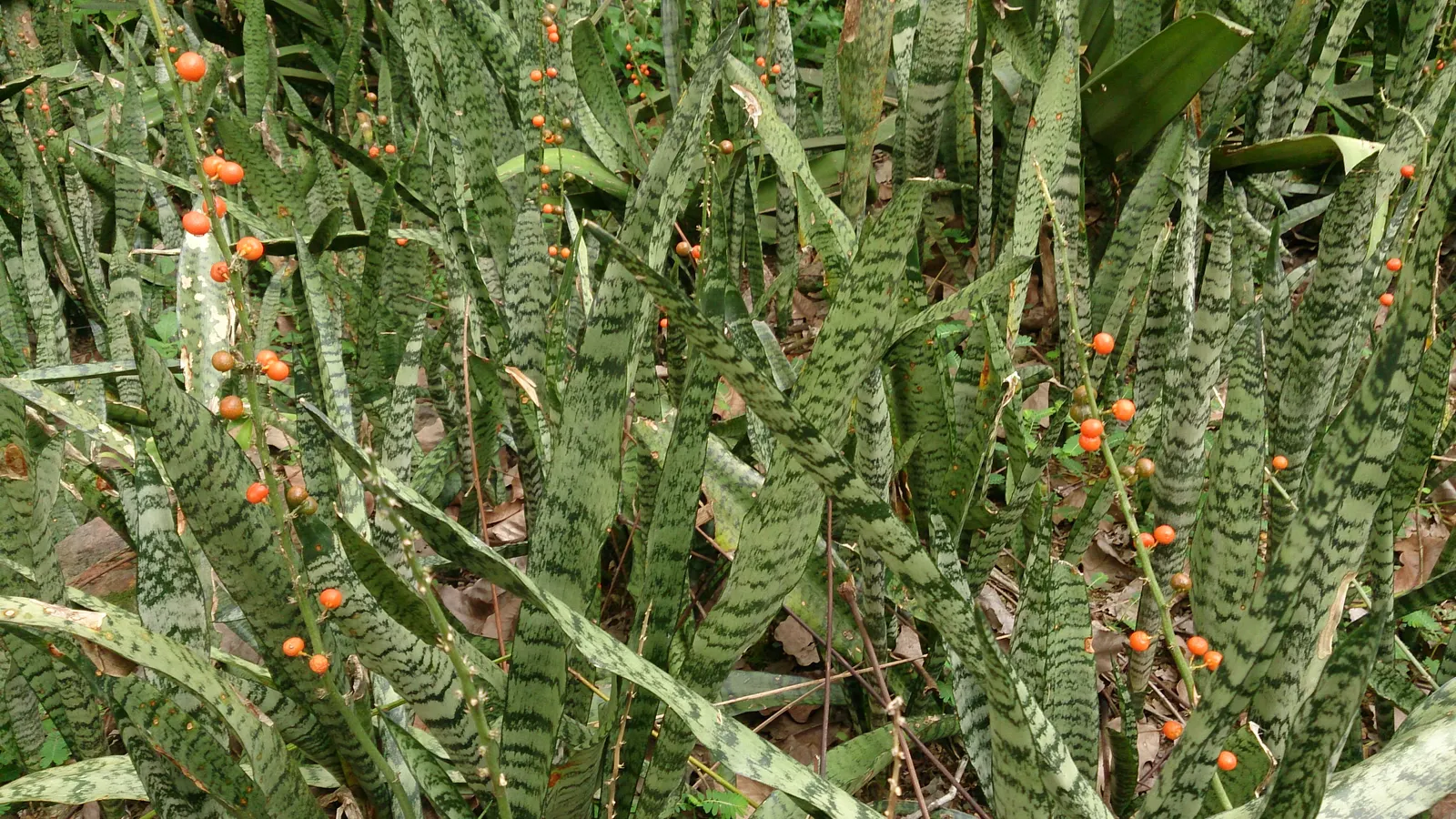 Variegated Snake Plant (Sansevieria Trifasciata) — A member of the Asparagaceae family; perennial / succulent for full or half or shade, image 69