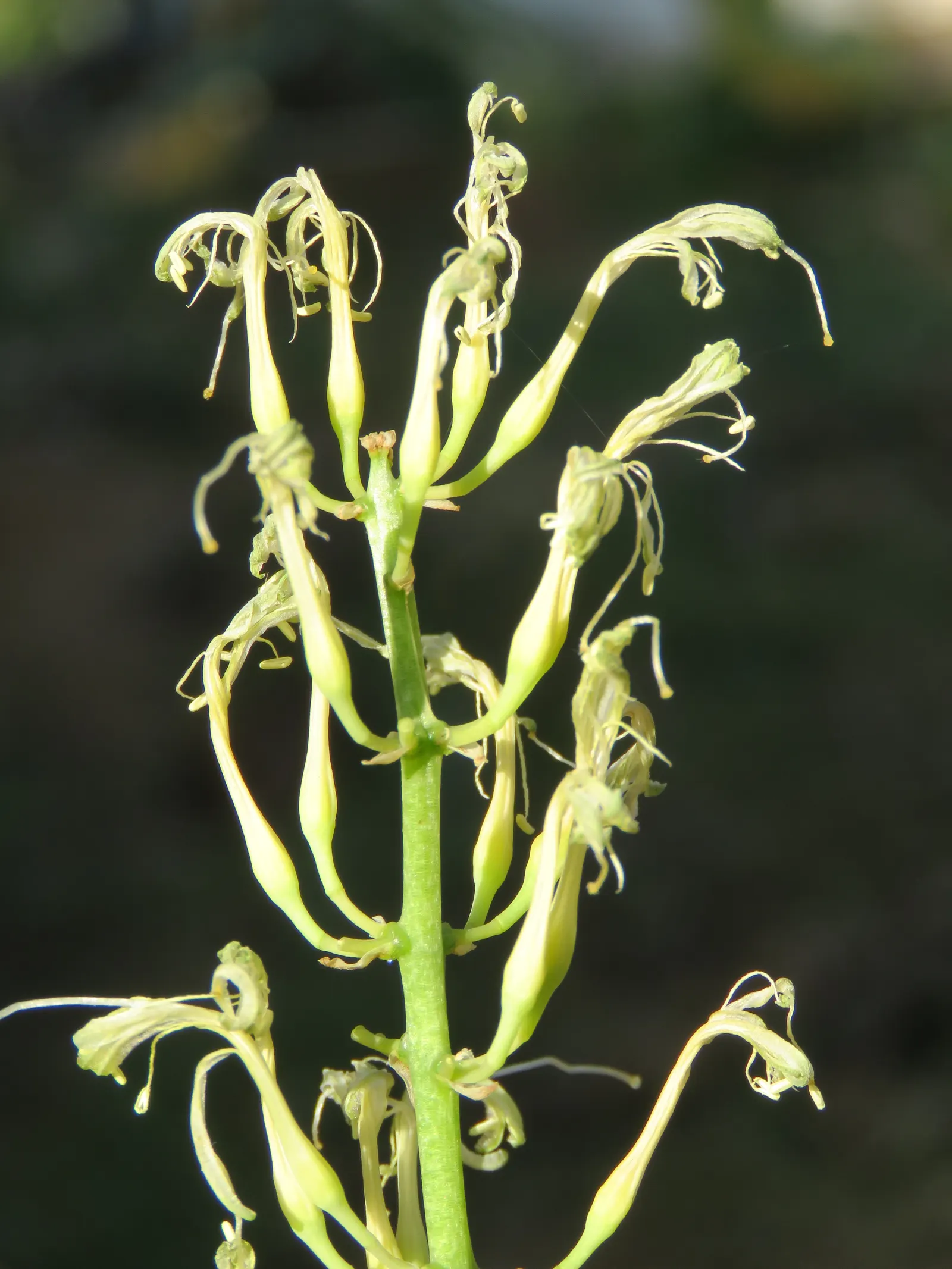 Variegated Snake Plant (Sansevieria Trifasciata) — The foliage brandishes a pattern of dark green centers bounded by light yellow to cream margins, image 102