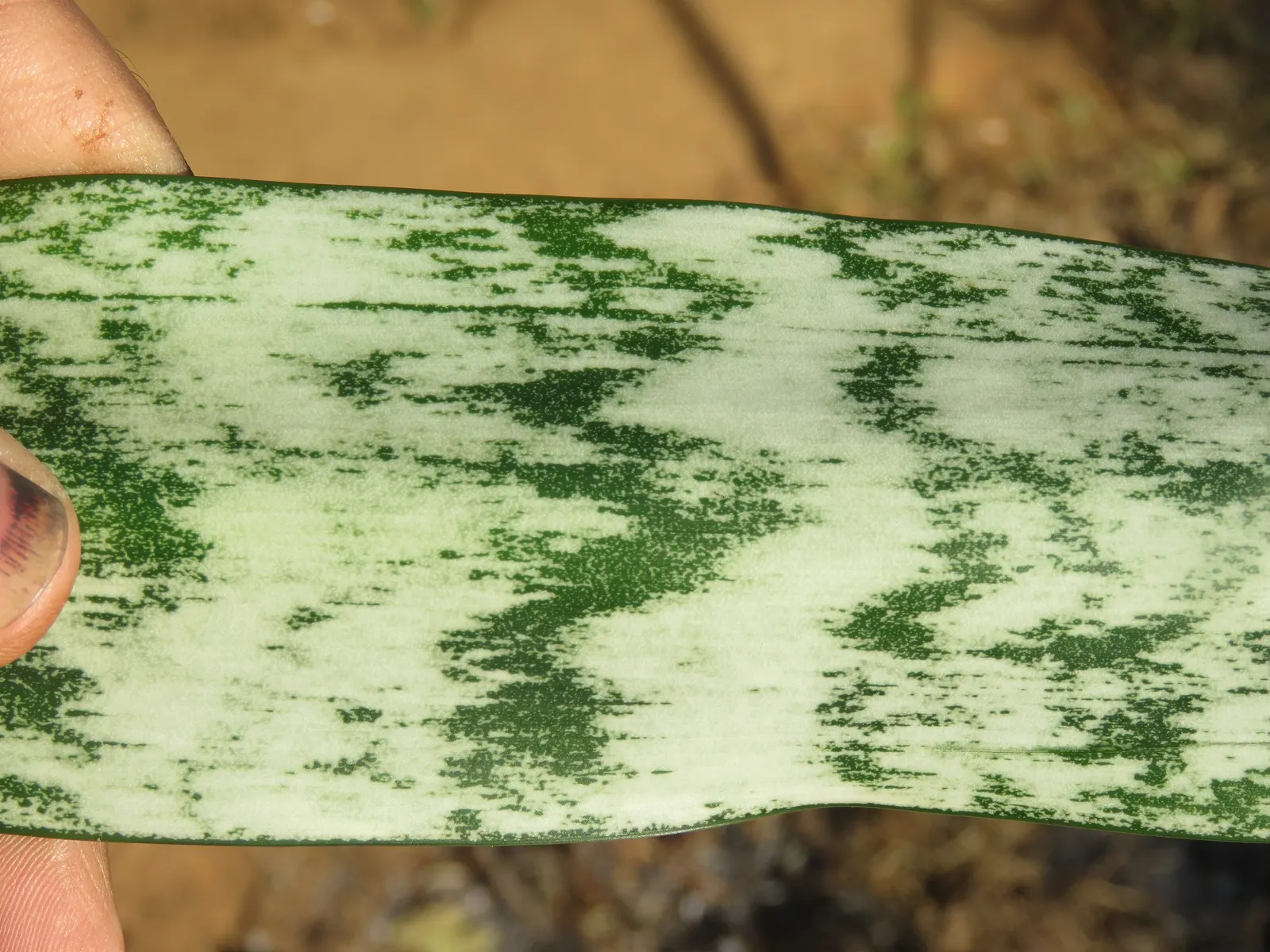 Variegated Snake Plant (Sansevieria Trifasciata) — Ideally planted in well-draining soil; the foliage brandishes a pattern of dark green centers bounded by