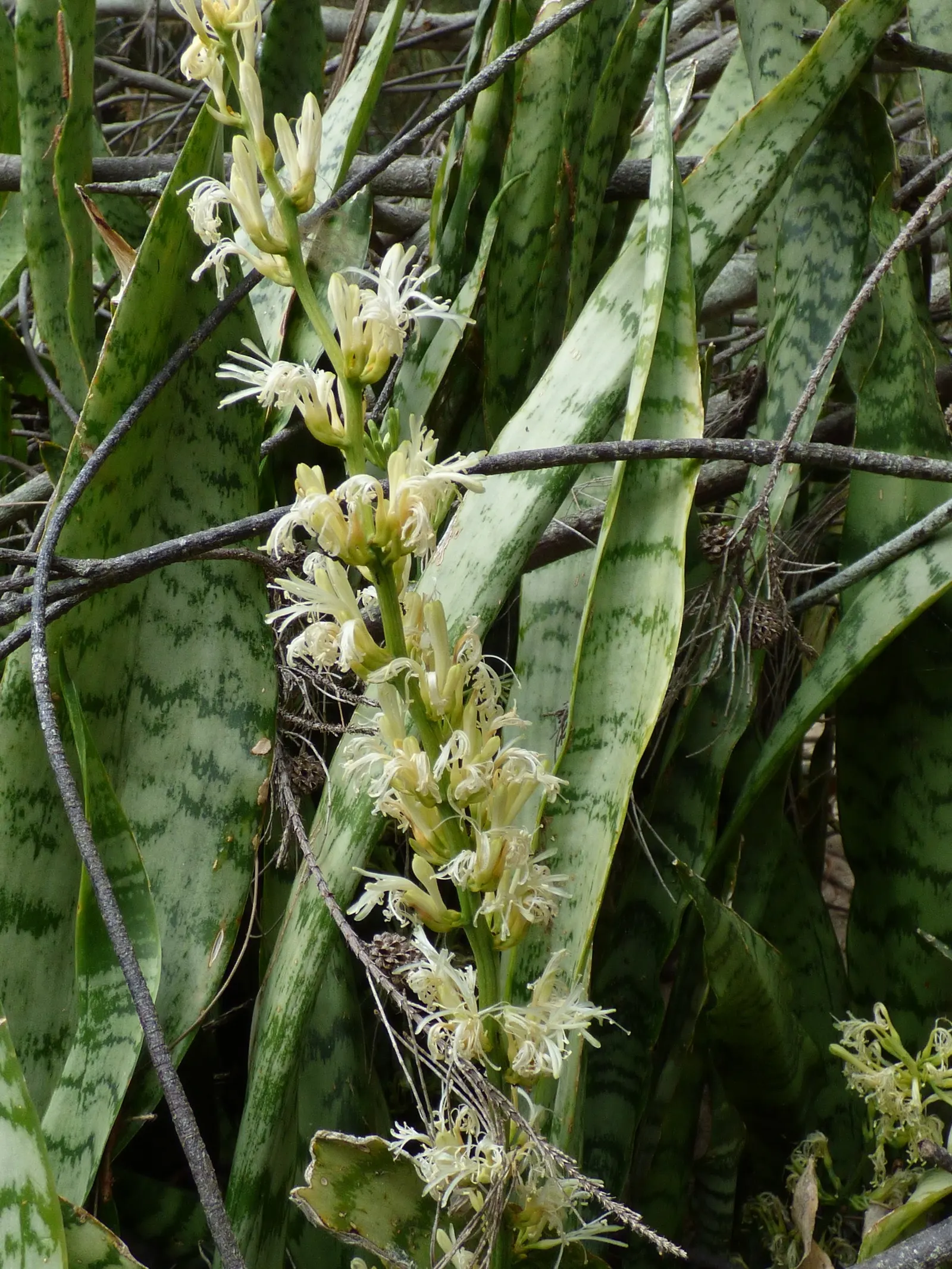 Variegated Snake Plant (Sansevieria Trifasciata) — Tolerant of a wide temperature range, it is a low-maintenance choice for any design