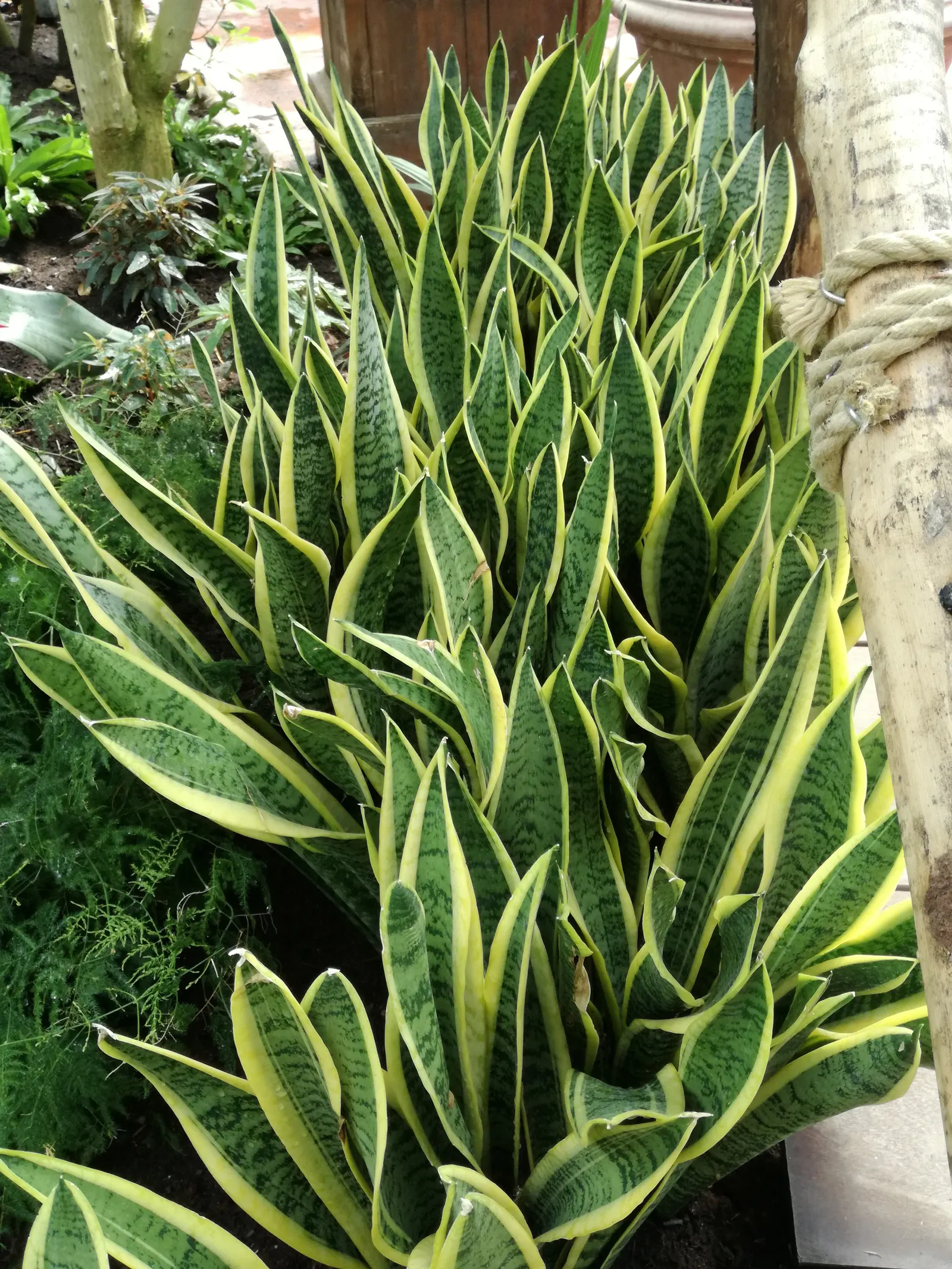 Variegated Snake Plant (Sansevieria Trifasciata) — making it versatile for different areas of the garden; typically reaching 2-3 feet in height