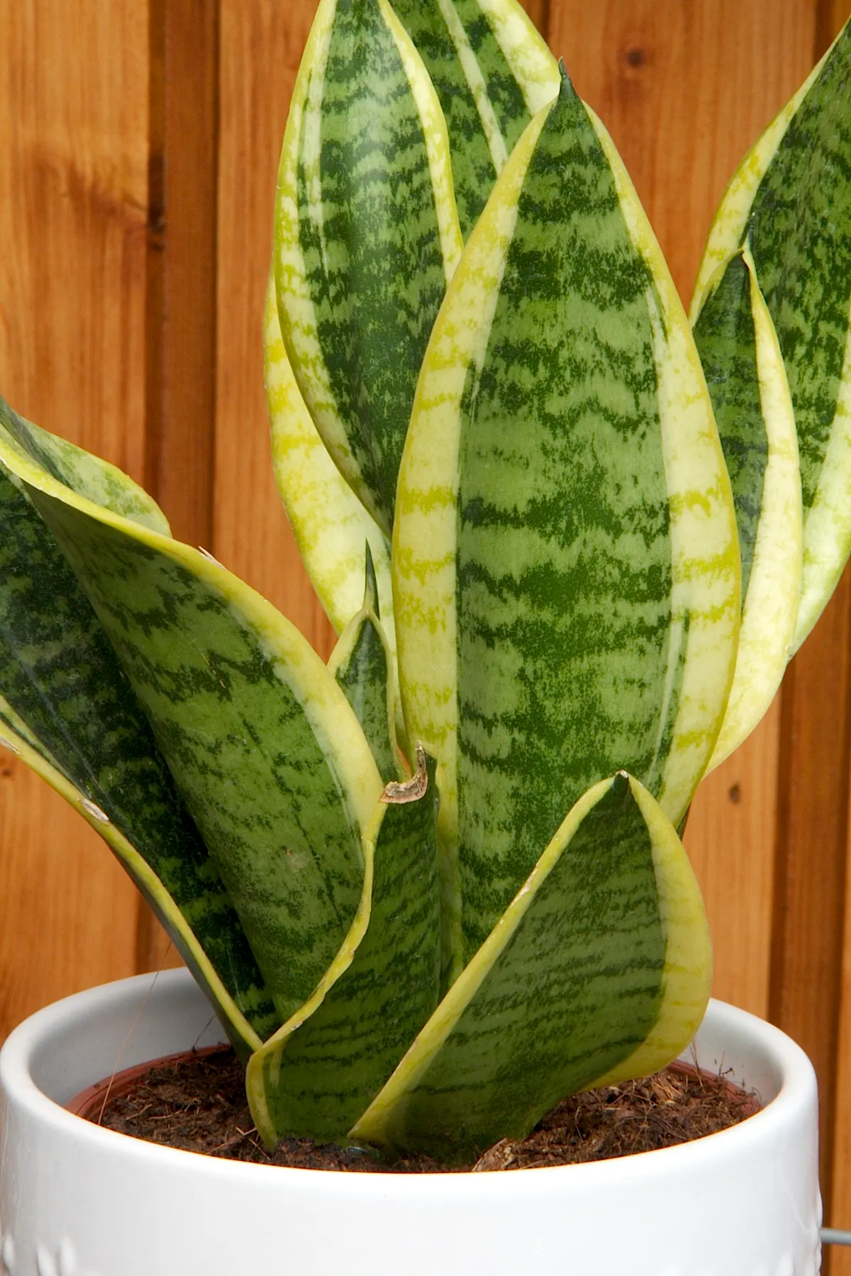 Variegated Snake Plant (Sansevieria Trifasciata) — perennial / succulent for full or half or shade; fulfilling a dual role as both an interior and, image 90