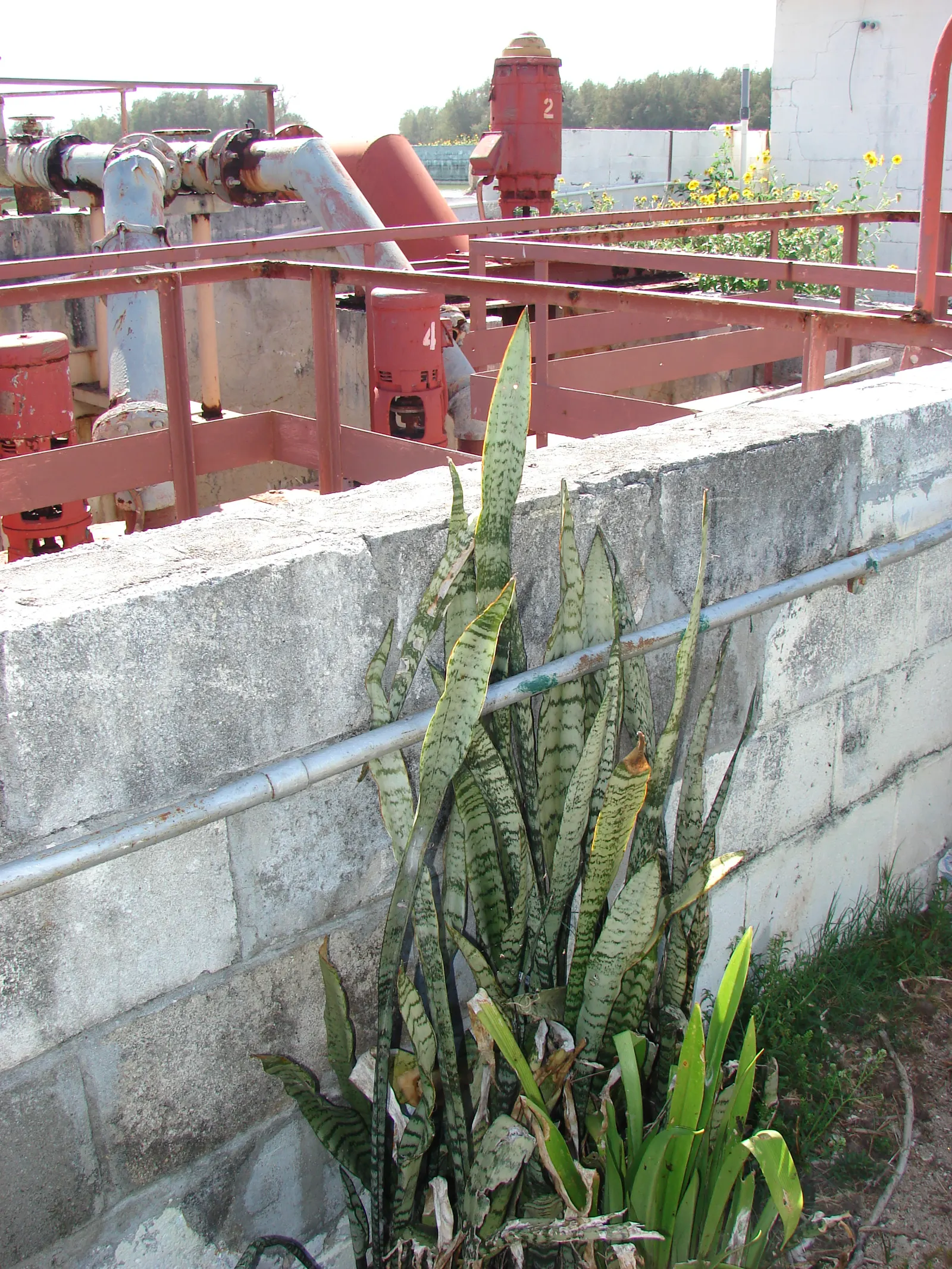 Variegated Snake Plant (Sansevieria Trifasciata) — it is drought-resistant and requires minimal watering; it contributes to air purification, image 106