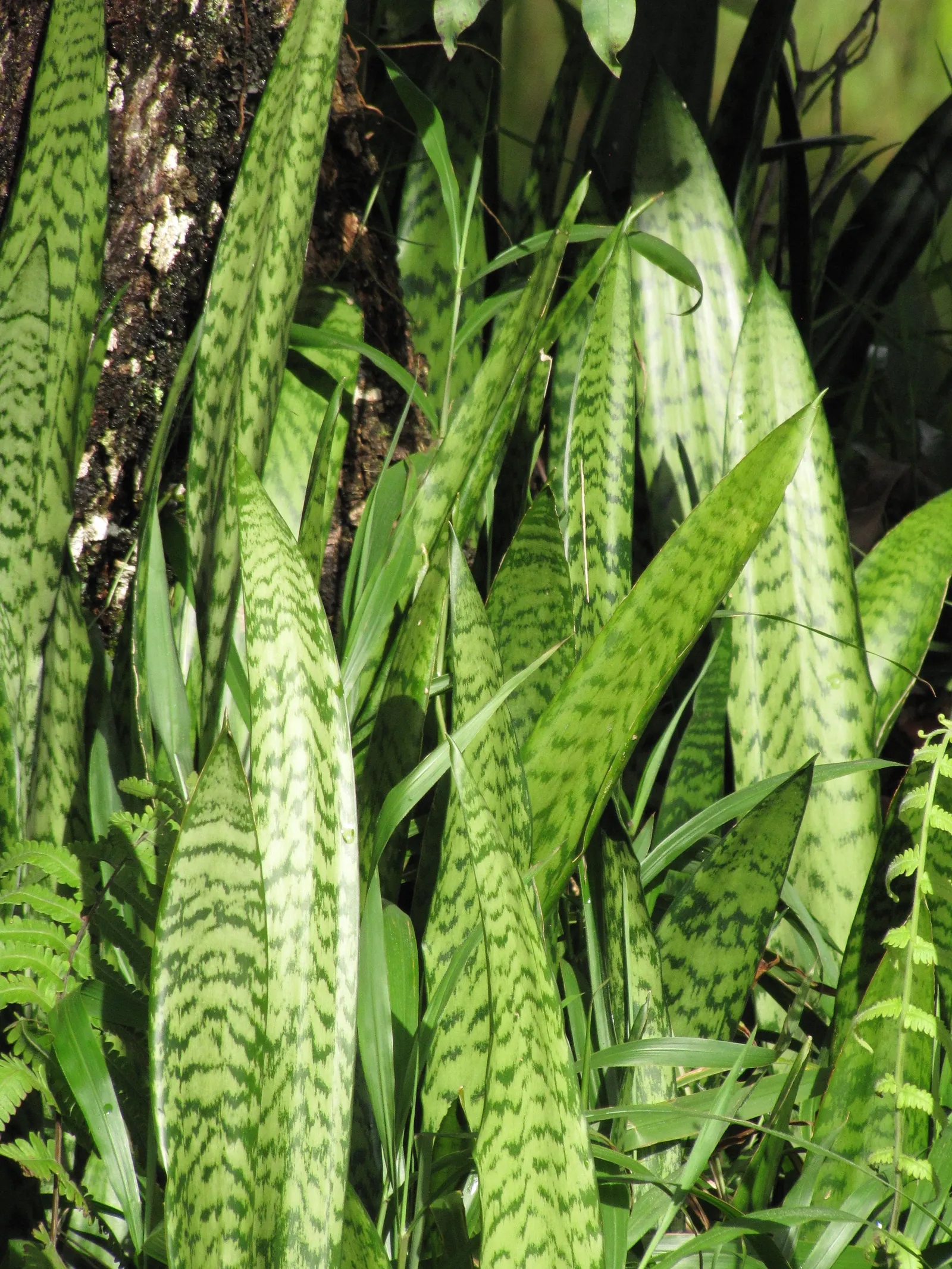 Variegated Snake Plant (Sansevieria Trifasciata) — consider placing it in groups to form textured