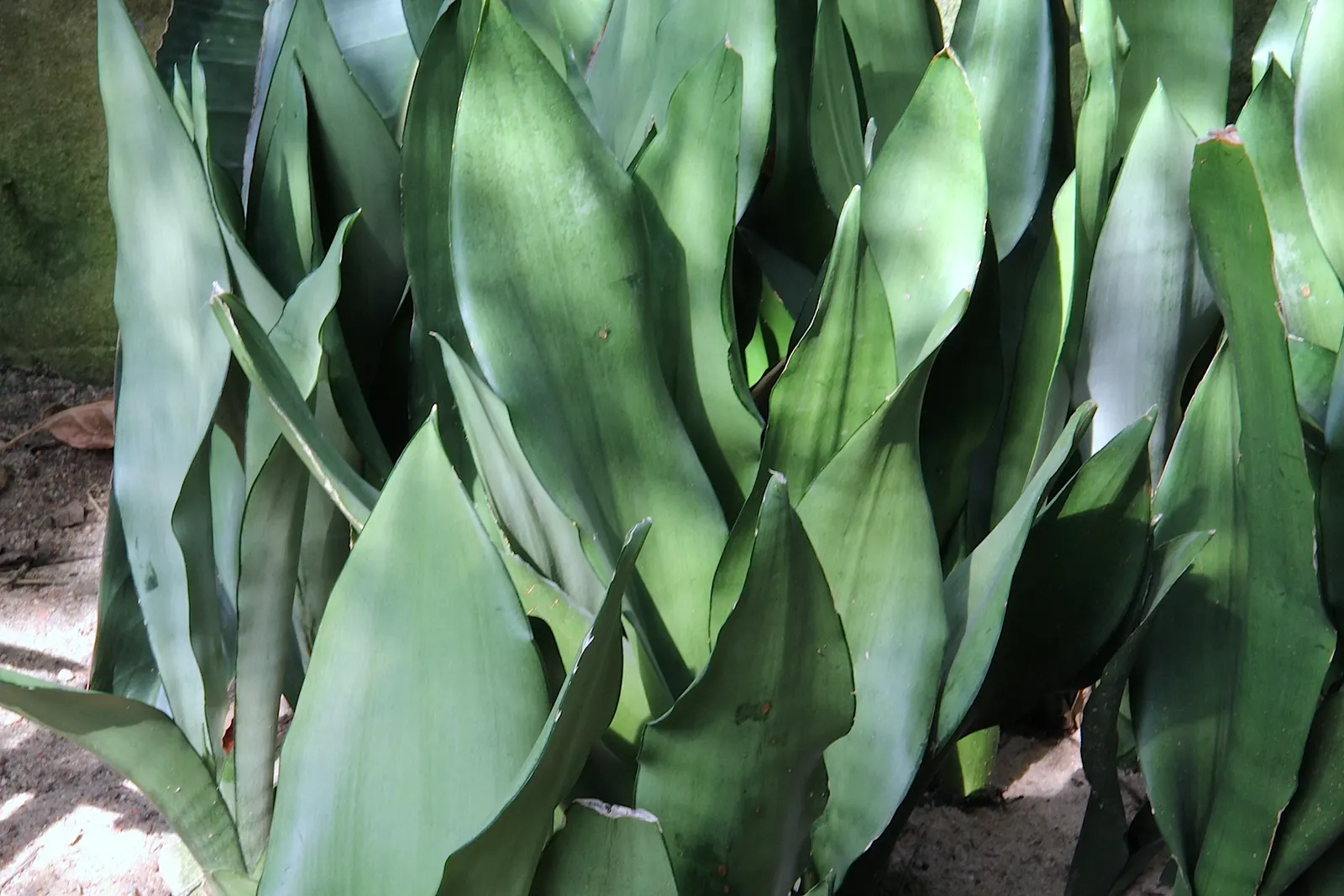 Variegated Snake Plant (Sansevieria Trifasciata) — thus perfect for a client seeking a low-maintenance option.<br><br>Additionally; it thrives in, image 78