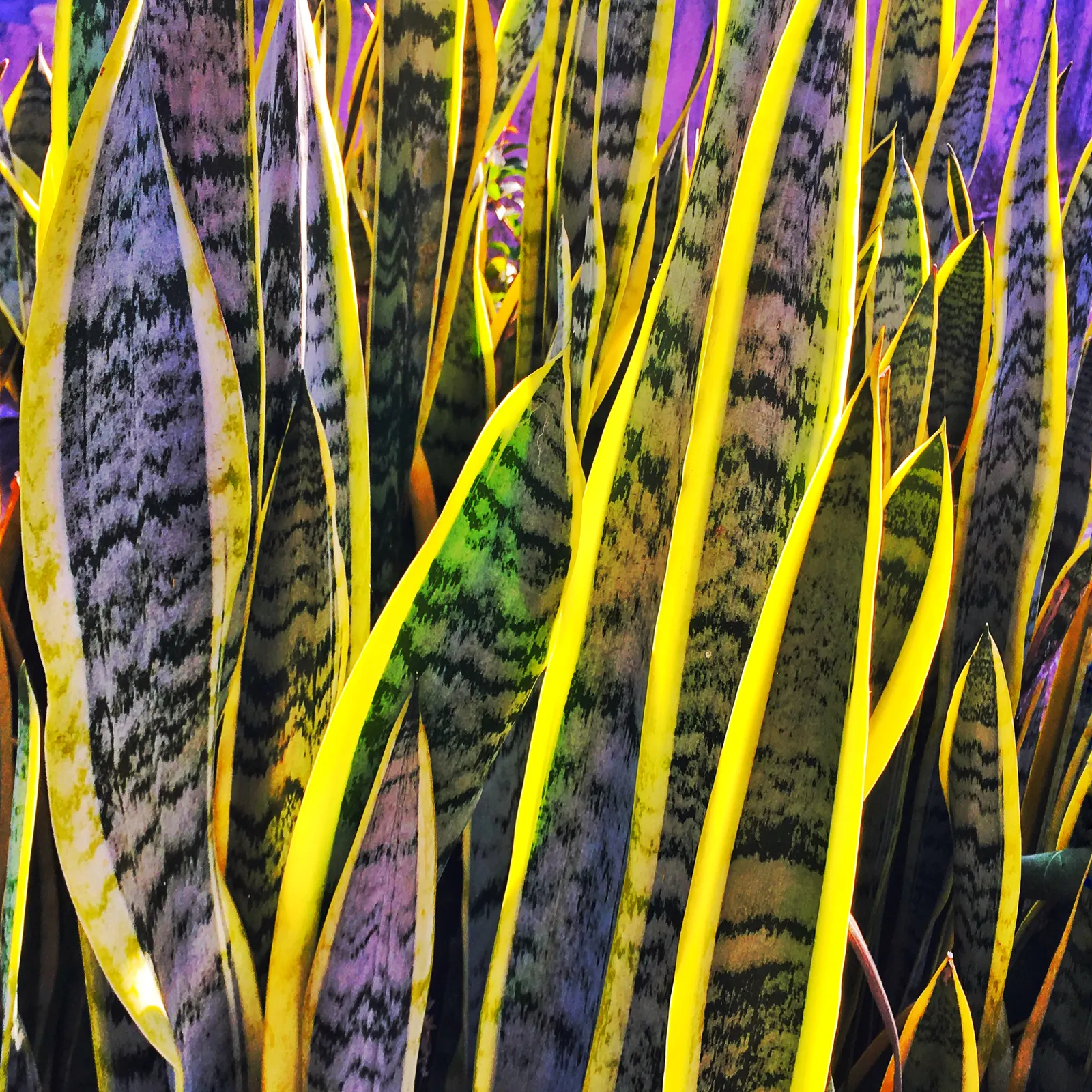 Variegated Snake Plant (Sansevieria Trifasciata) — it thrives in indirect sunlight and prefers dry conditions; thus perfect for a client seeking a