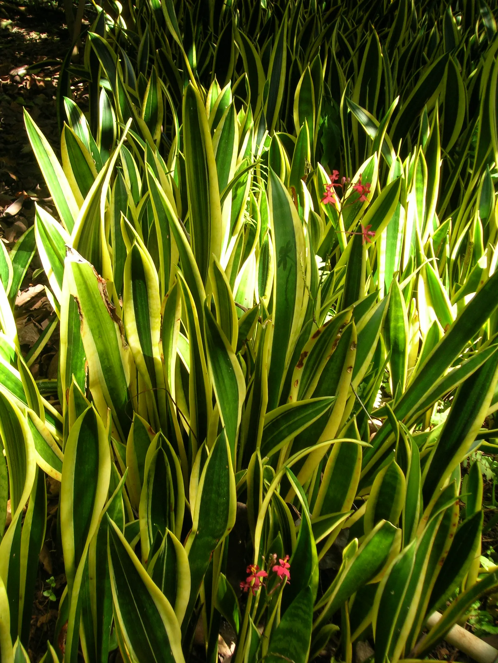 Variegated Snake Plant (Sansevieria Trifasciata) — it is drought-resistant and requires minimal watering