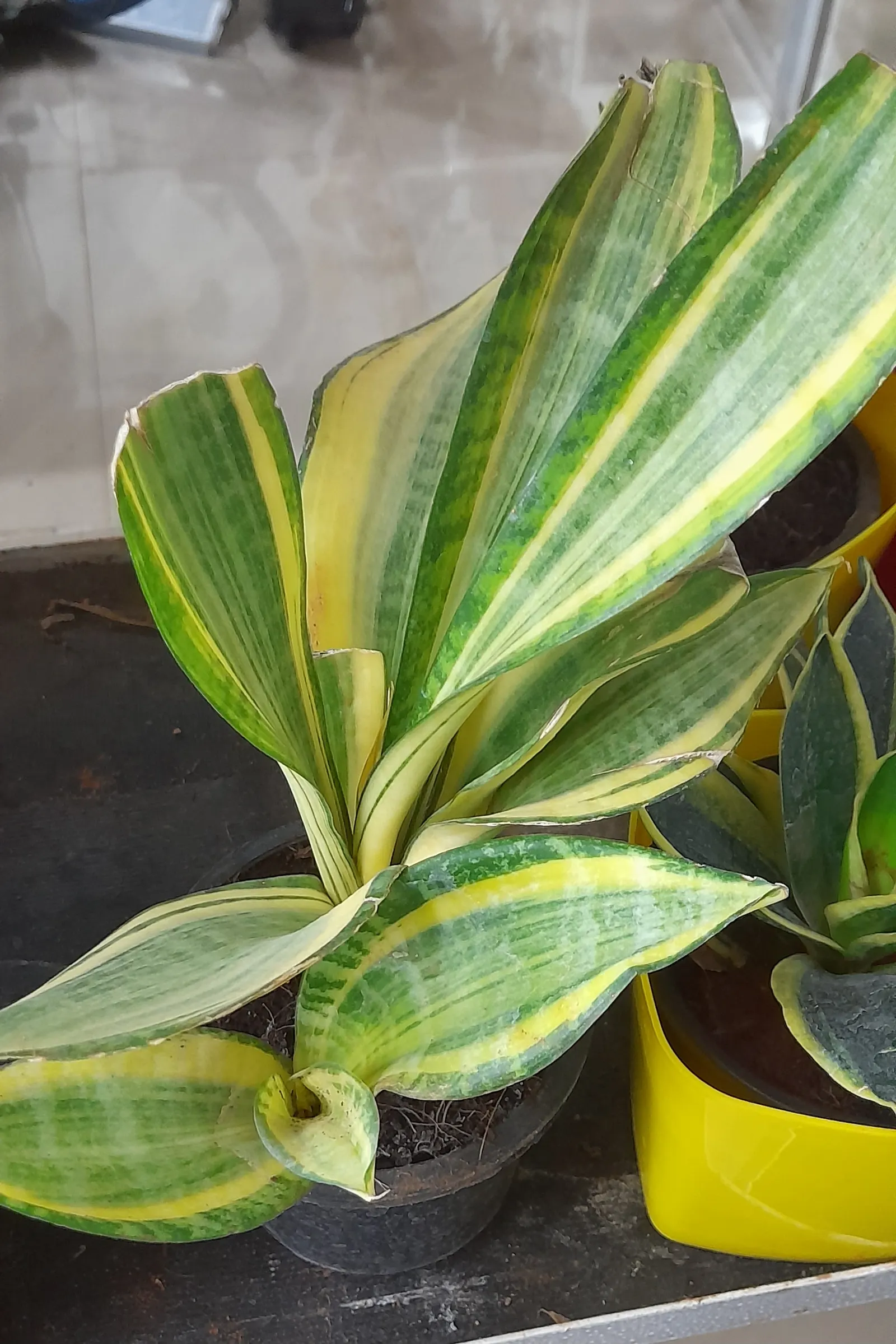 Variegated Snake Plant (Sansevieria Trifasciata) — It can be potted in containers that can be moved indoors during harsh weather conditions; when crafting a
