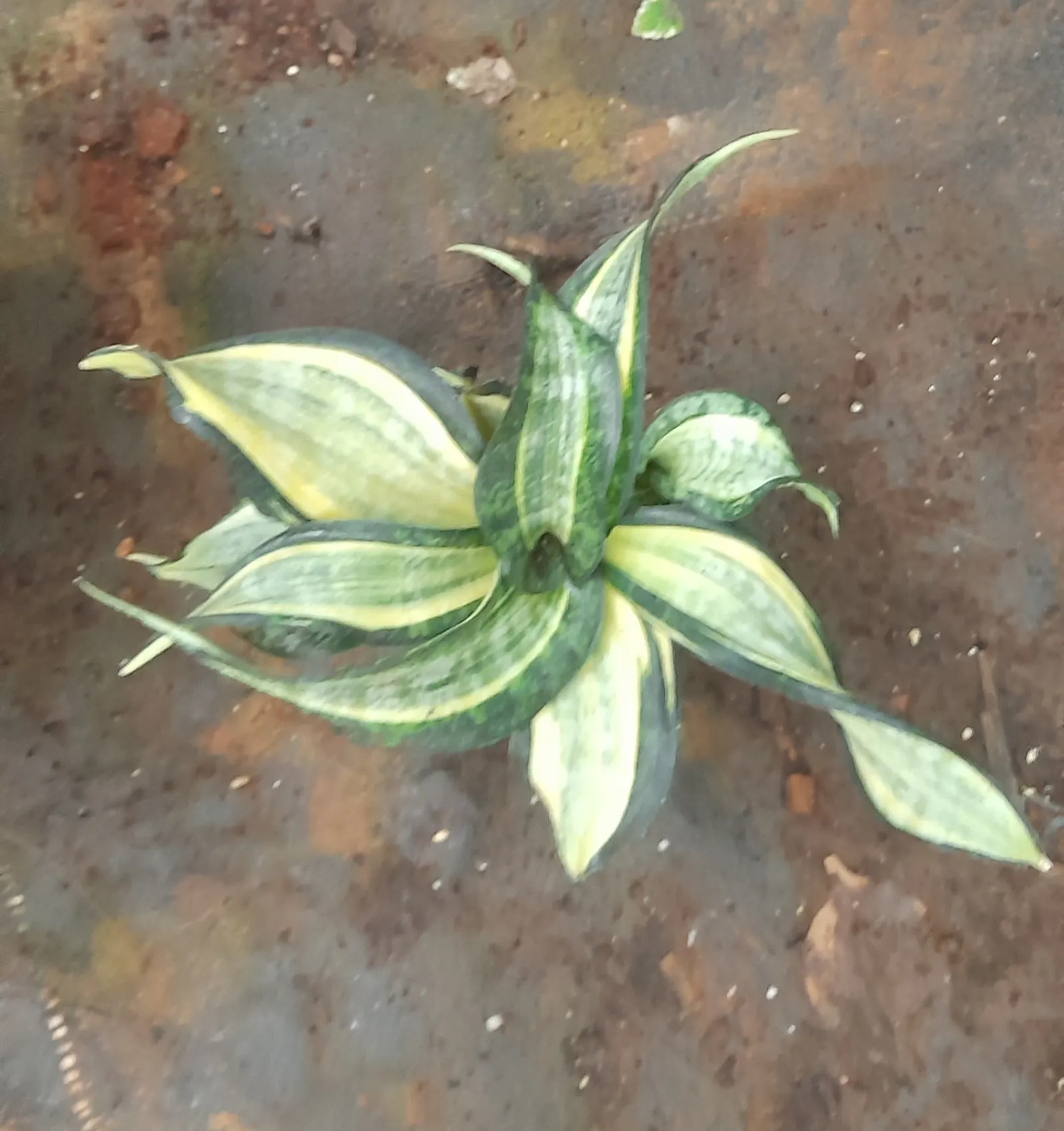 Variegated Snake Plant (Sansevieria Trifasciata) — When crafting a landscape design; variegated Snake Plant (Sansevieria trifasciata 'Laurentii'), image 82