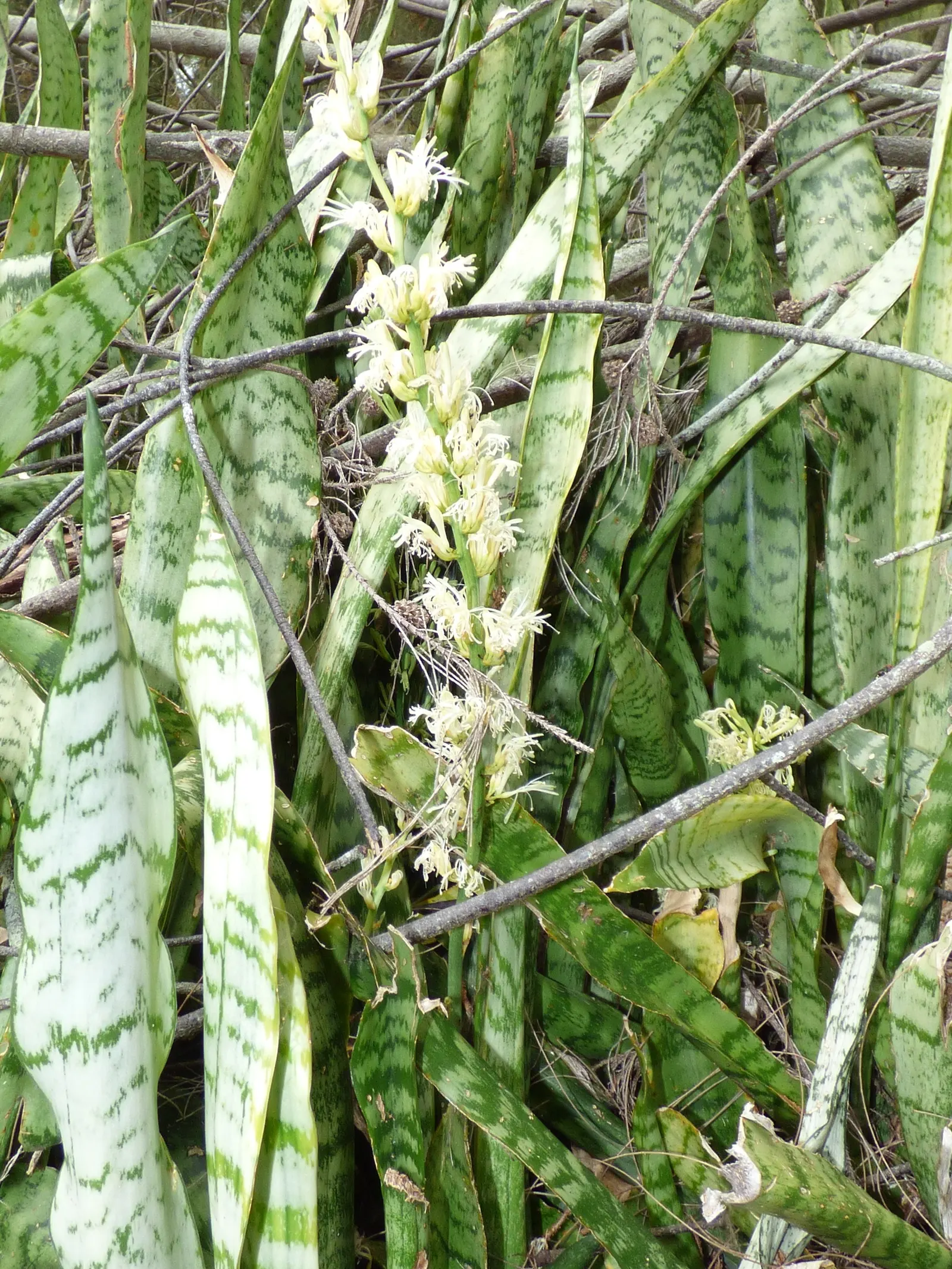 Variegated Snake Plant (Sansevieria Trifasciata) — as it prefers temperatures between 55°F and 85°F; sansevieria trifasciata 'Laurentii', image 86