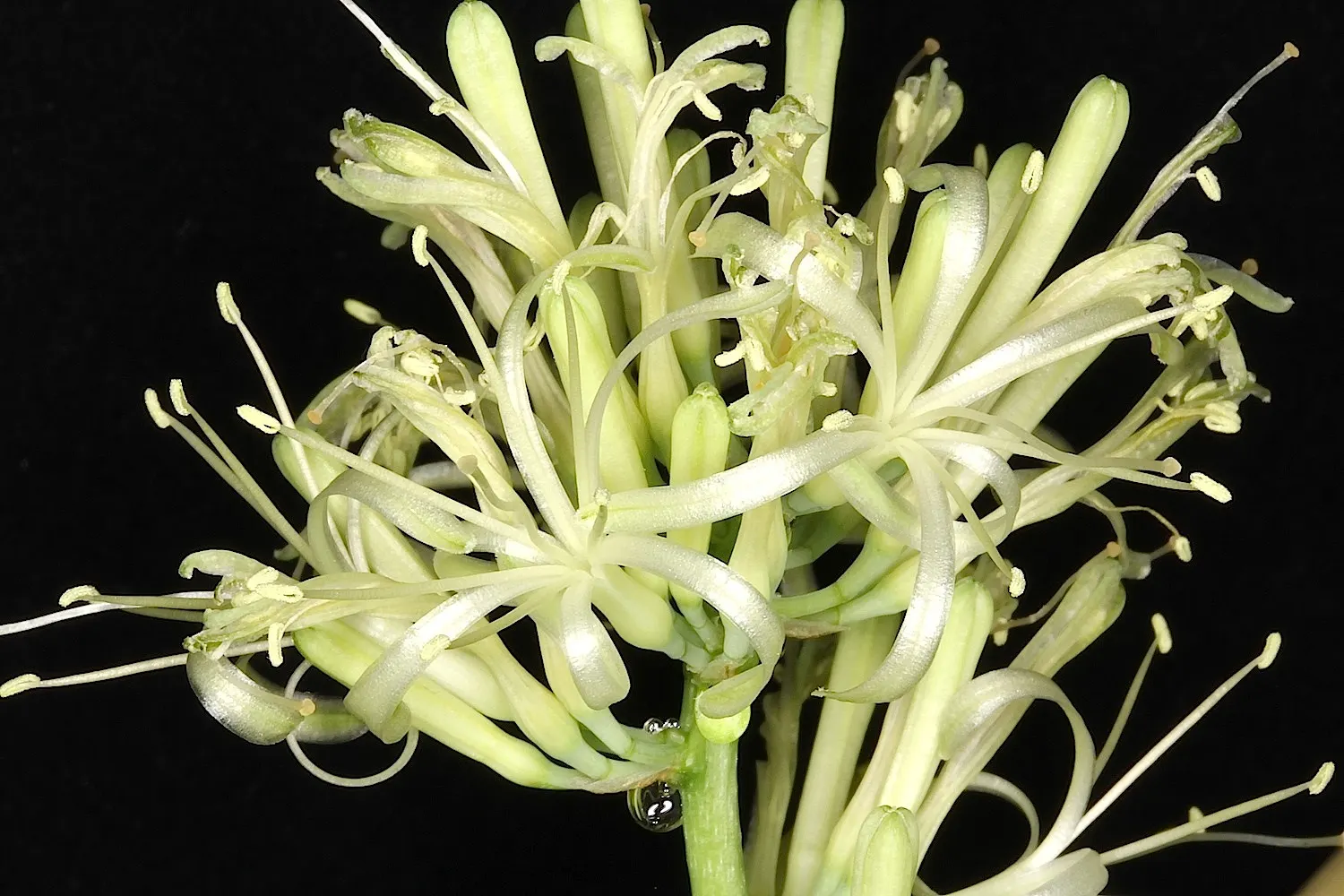Variegated Snake Plant (Sansevieria Trifasciata) — architectural clusters or as a solitary specimen to punctuate spaces with its upright form; ideally planted