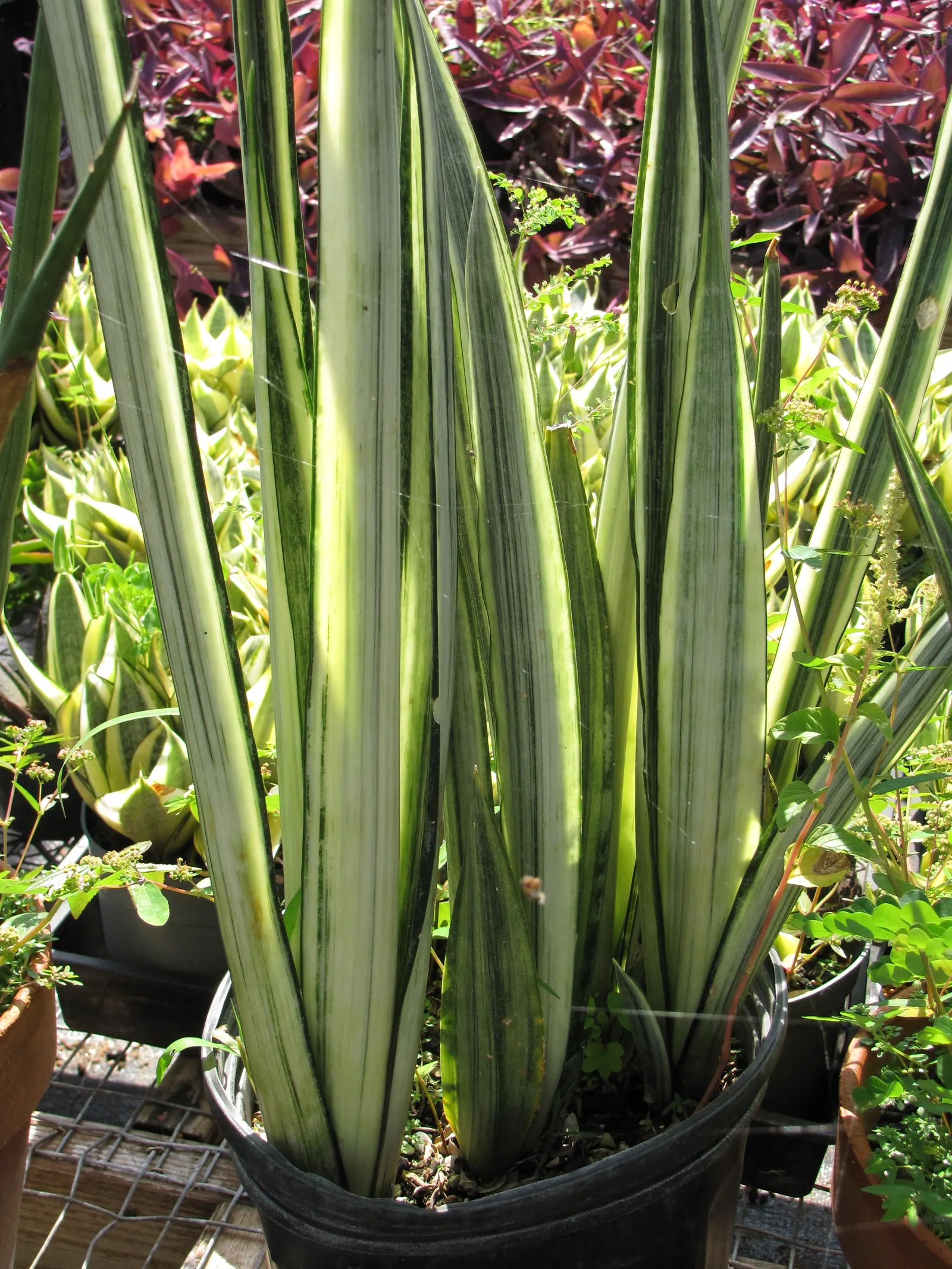 Variegated Snake Plant (Sansevieria Trifasciata) — the Variegated Snake Plant tolerates a range of light conditions from low to bright indirect light; with its