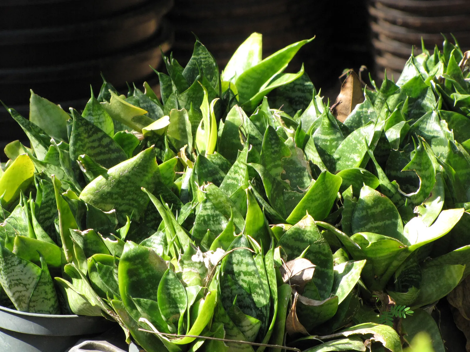 Variegated Snake Plant (Sansevieria Trifasciata) — consider placing it in groups to form textured; botanically termed as Sansevieria trifasciata 'Laurentii'