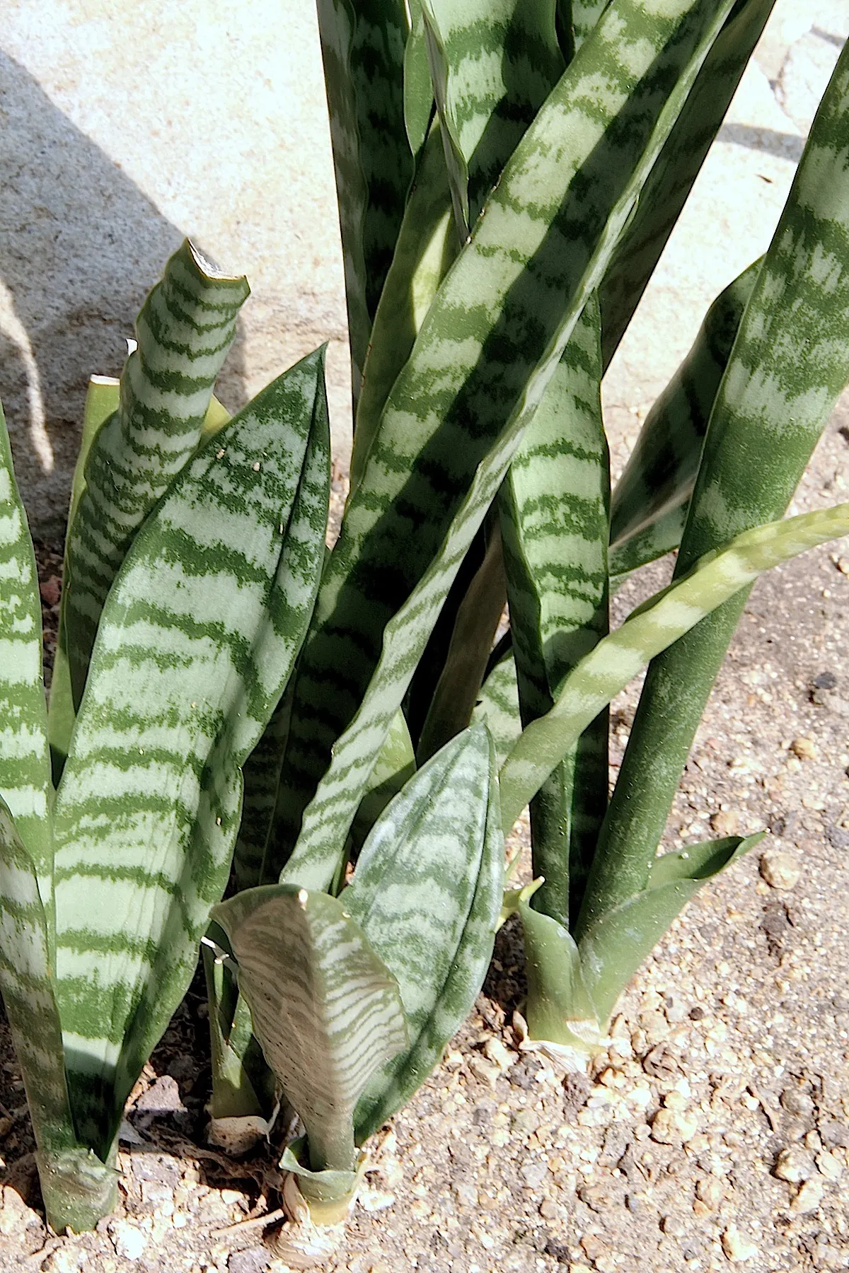 Variegated Snake Plant (Sansevieria Trifasciata) — as it prefers temperatures between 55&deg;F and 85&deg;F